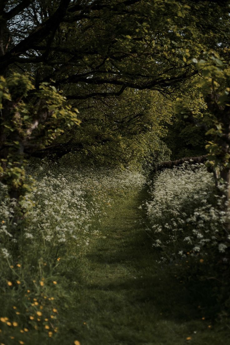 White wildflowers bloom along a dark wooded path creating a dreamy natural garden scene in soft lighting.
