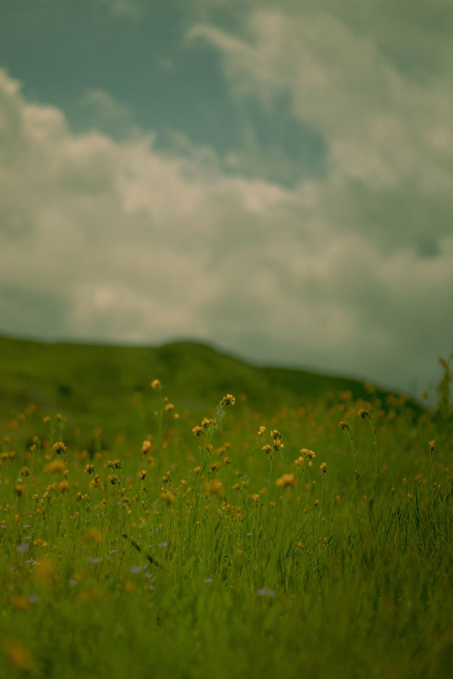 A serene green hillside meadow dotted with orange wildflowers under a cloudy summer sky.