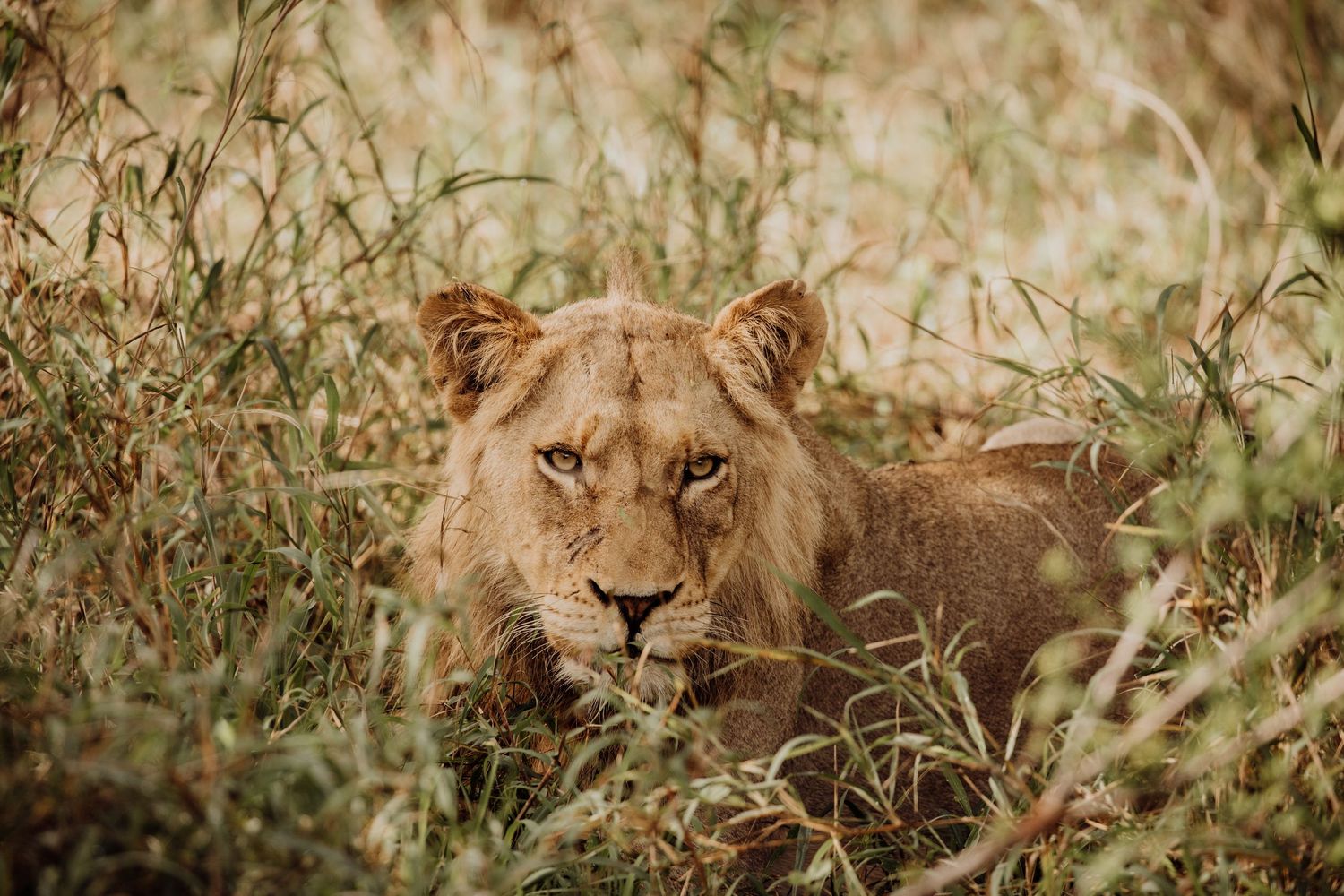 Close-up portrait of a majestic lion resting in tall grass in South Africa