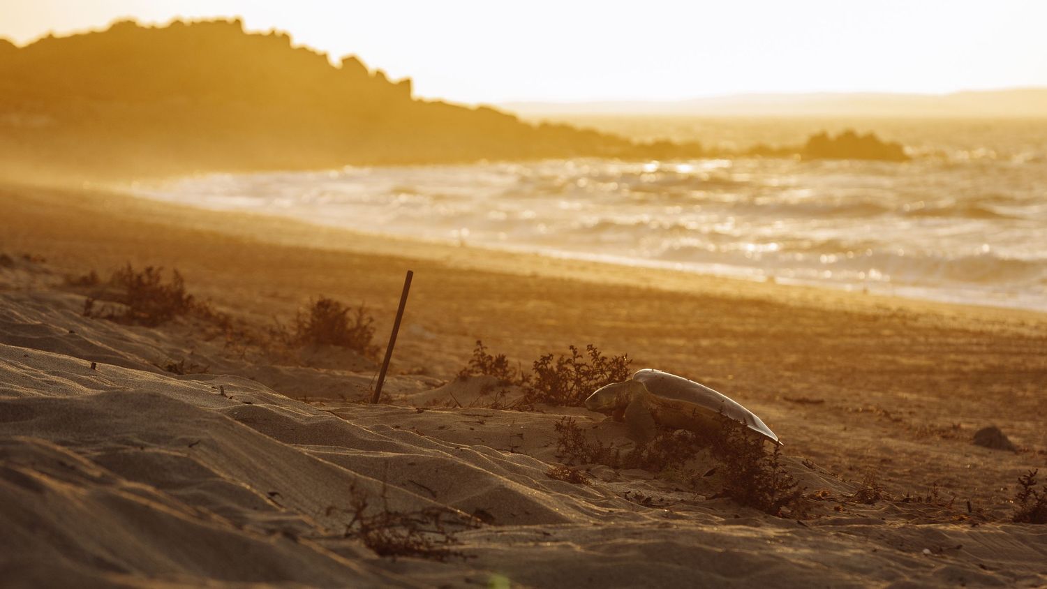 Golden sunset over a sandy beach with waves crashing on shore as a faltback turtle comes to shore to nest in Wickham, WA