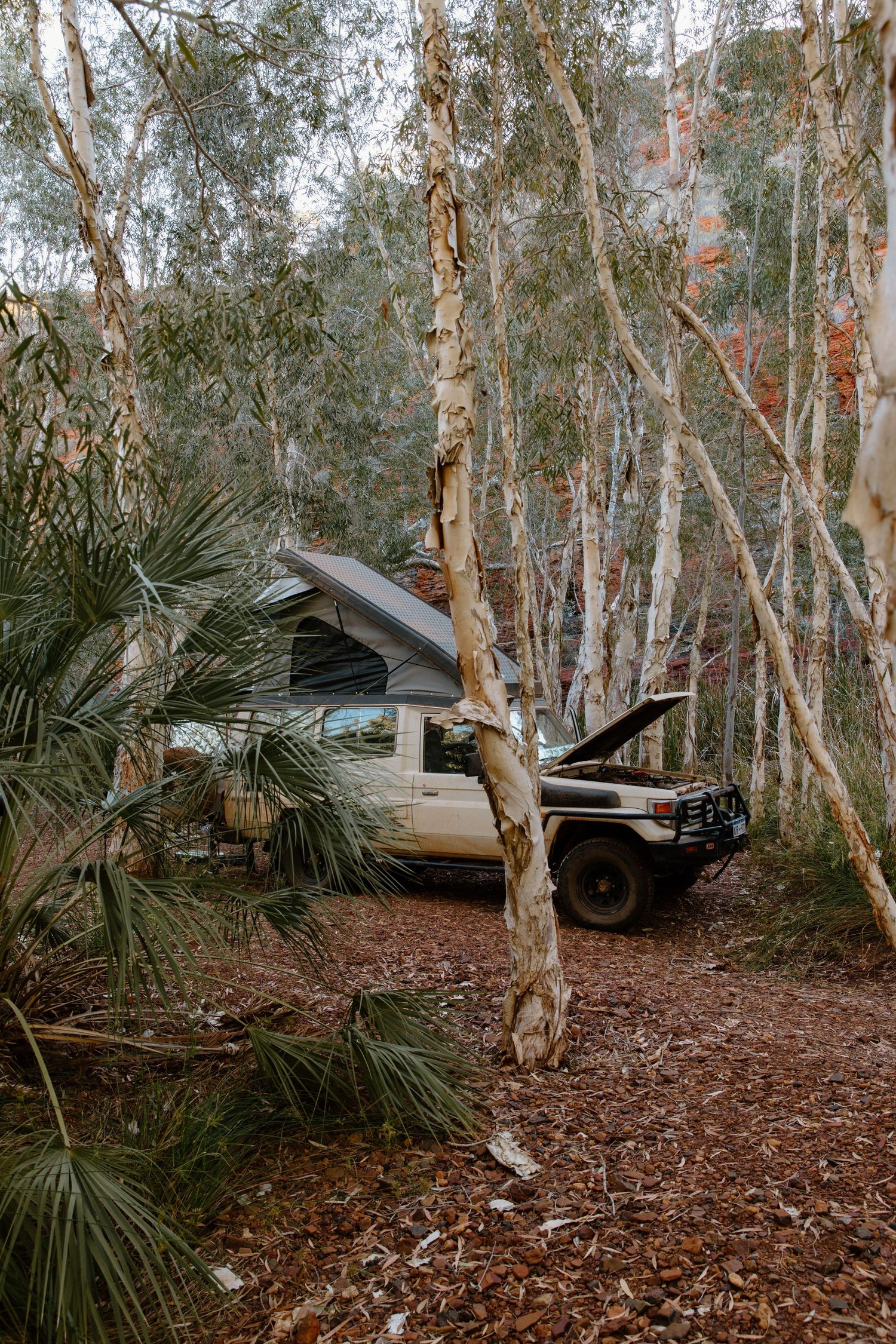 4x4 vehicle parked among palm trees and eucalyptus in a forest setting, in the Pilbara, WA for a friends photography session.