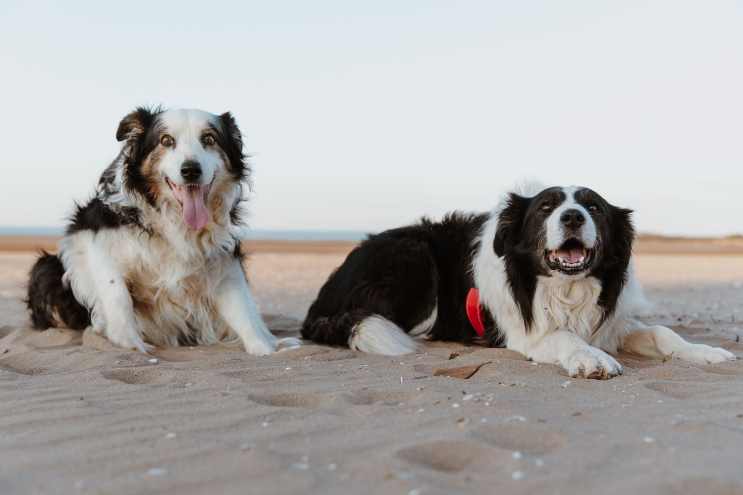 Two Border Collies sitting together on sandy beach at sunset during a pet photography session in Wickham, WA