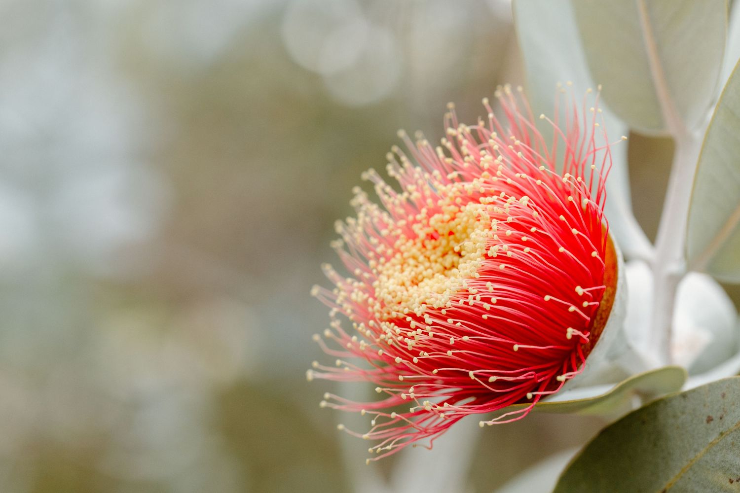 Close-up of a vibrant red Eucalyptus flower with delicate white stamens blooming against a soft blurred background. Nature photography, WA
