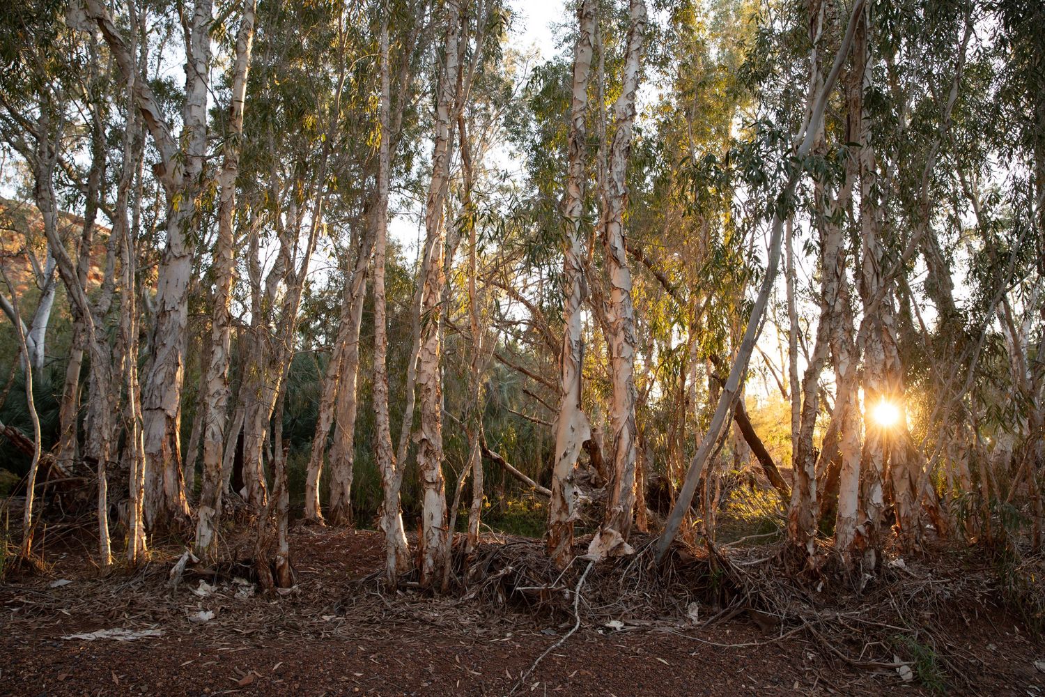 Golden sunlight peeks through a grove of tall eucalyptus trees with white bark on a dirt forest floor.