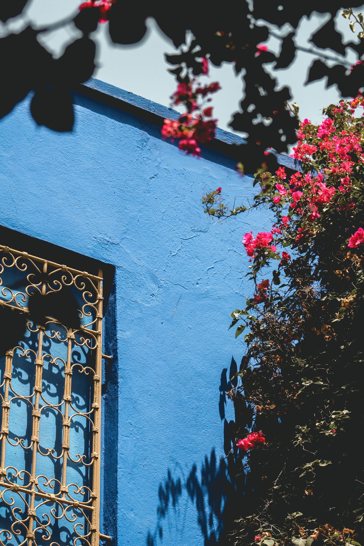 Blue wall with ornate window grille and bougainvillea flowers, Jardin Majorelle in Marrakech, Morocco, vibrant architecture, garden, design.