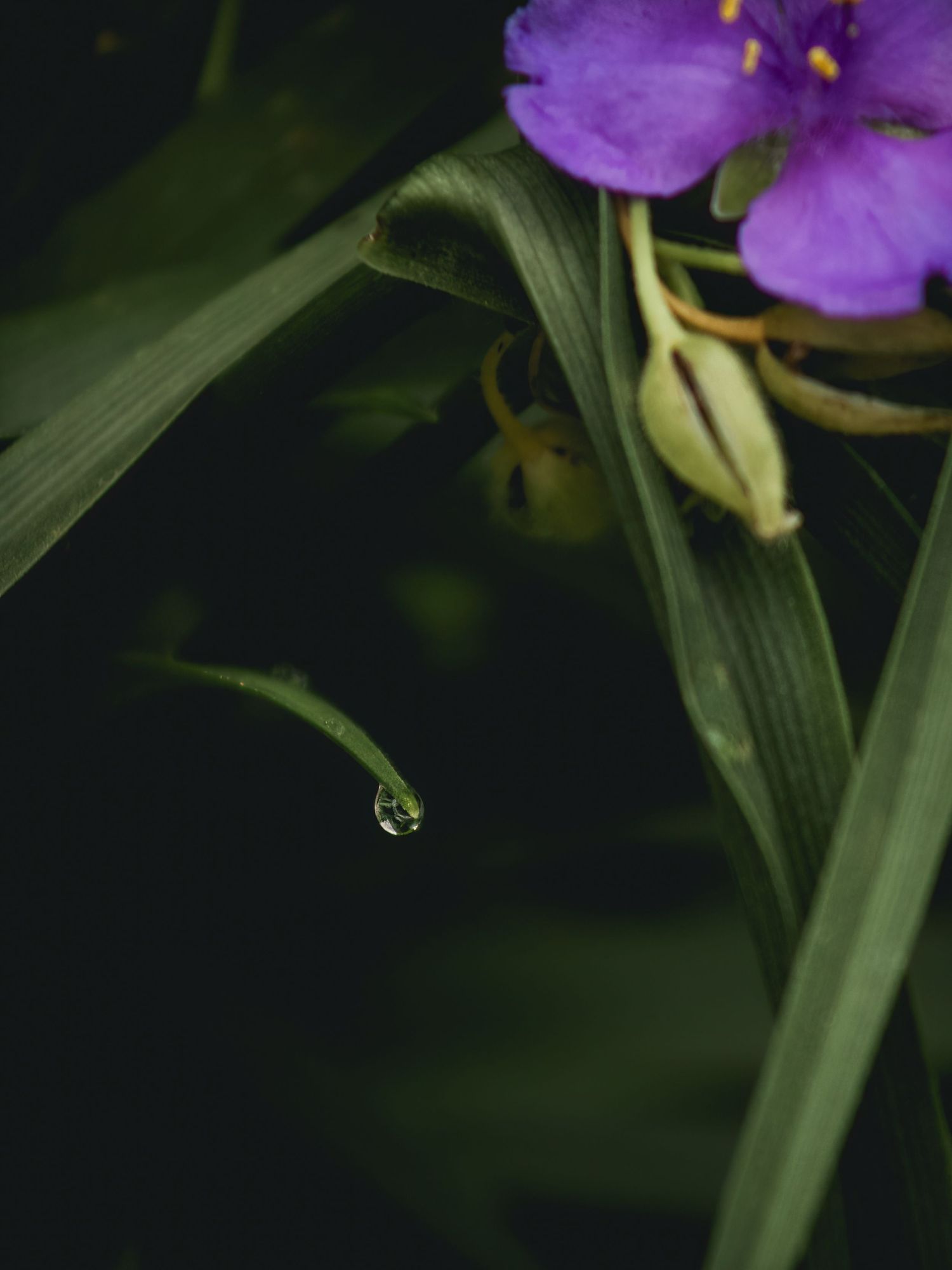 Deep green plant macro photograph in the shadows with dewdrops, long leaves, and purple flowers