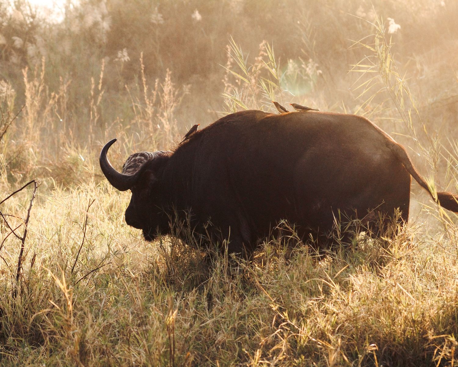 South Africa water buffalo wildlife photography