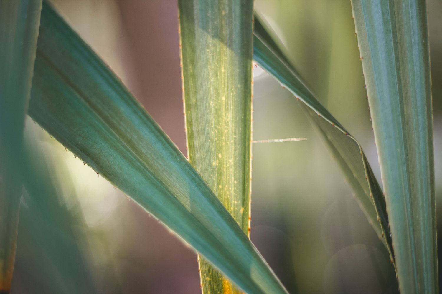 Bahamian island plant (pandanus) with sunlit green leaves, ocean, beach, palm fronds, vibrant tropical foliage.