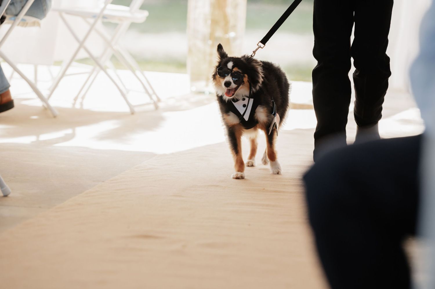 A dressed-up dog wearing a tuxedo bow tie walks on a leash at an outdoor wedding ceremony.