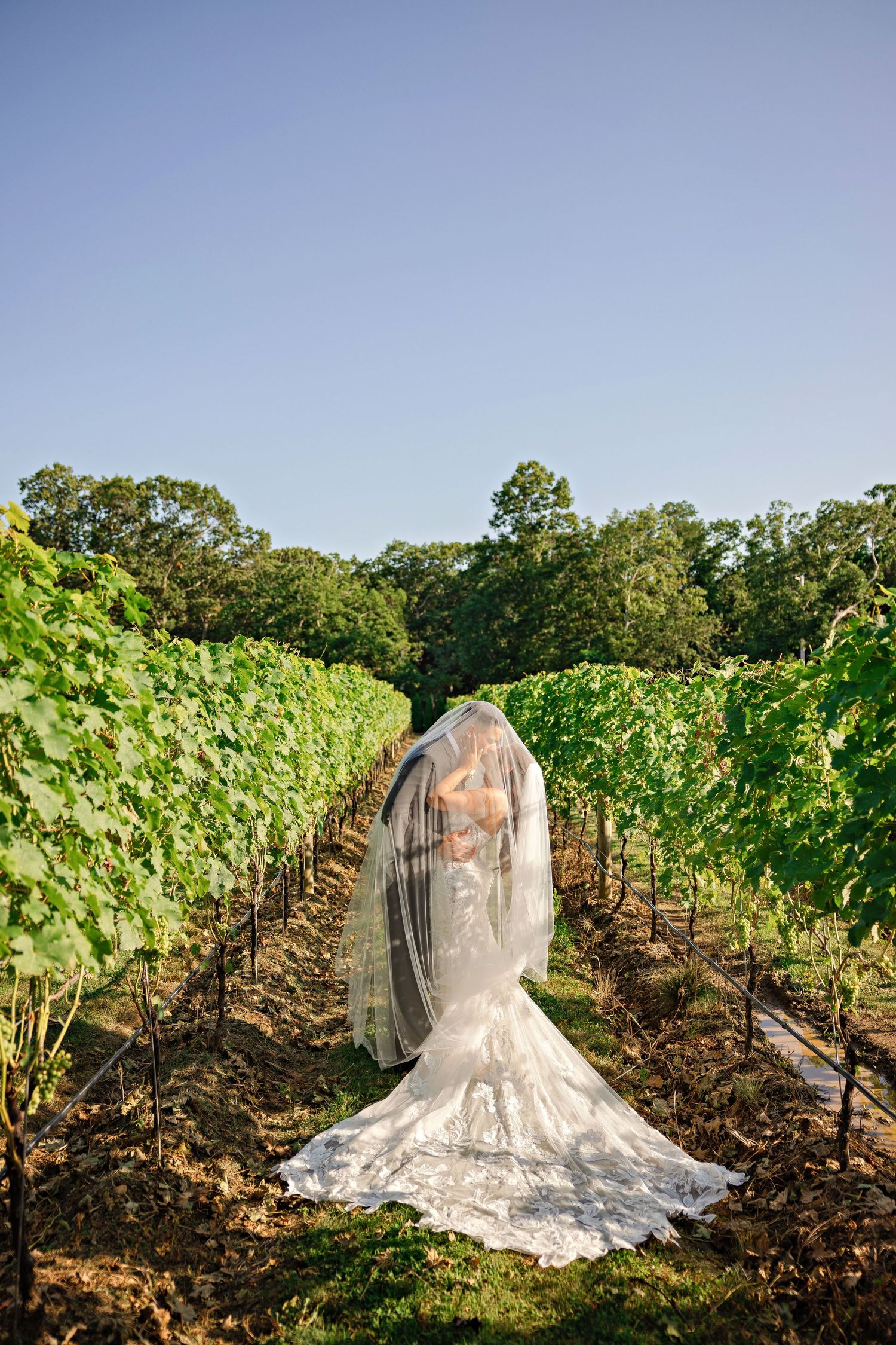 Bride in lace mermaid gown and flowing veil stands between vineyard rows under clear blue sky.