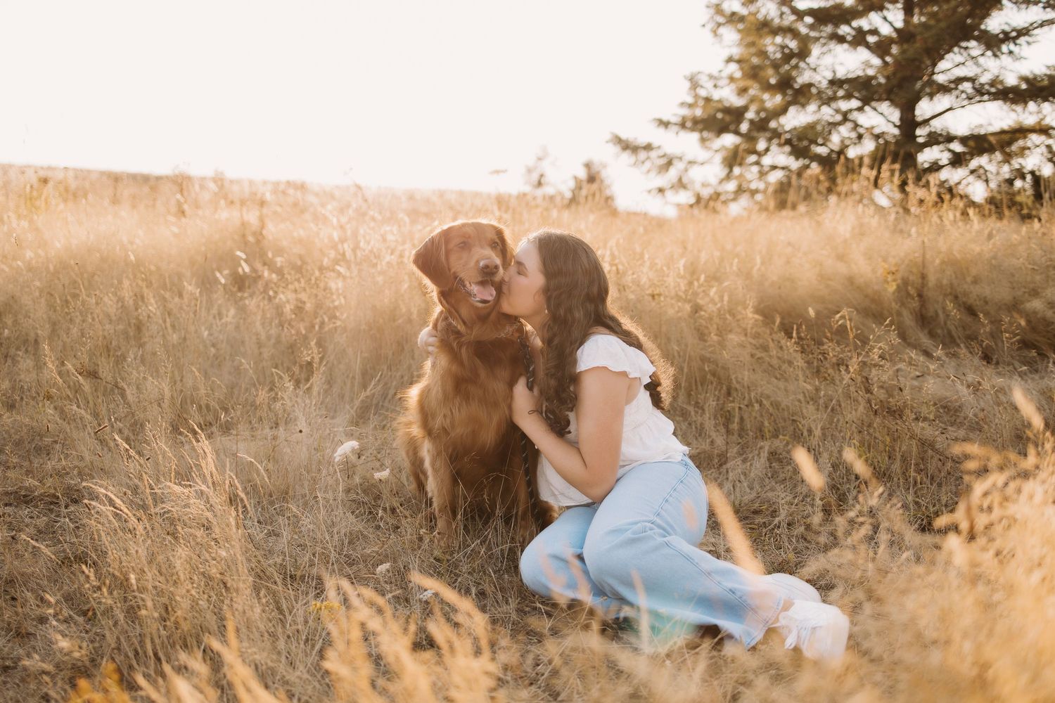 Golden retriever and companion share a tender moment in a sunlit field of tall grass at sunset.