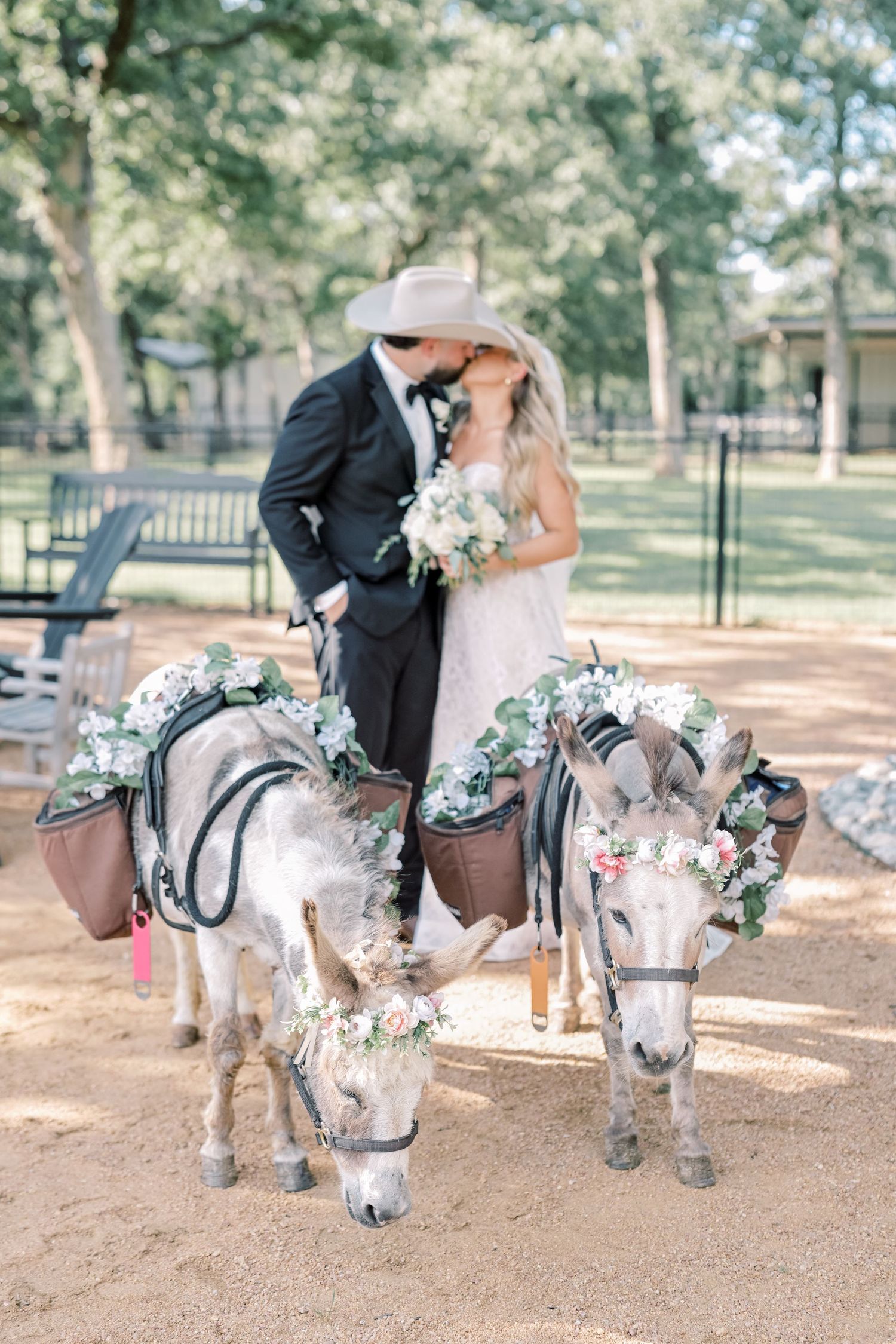 Wedding couple kisses behind two flower-adorned donkeys at a rustic outdoor country wedding.