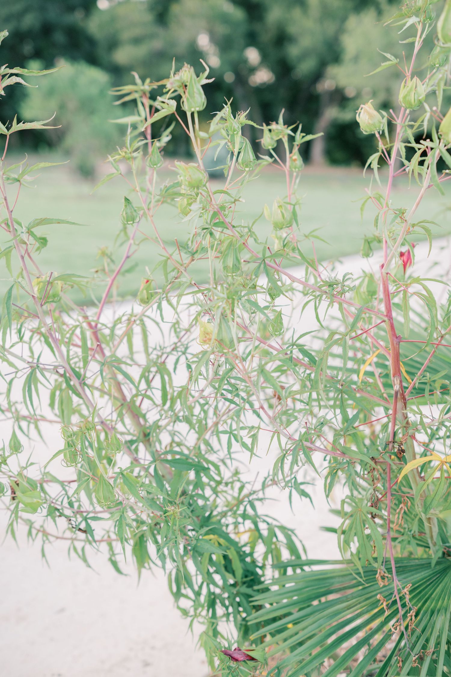 Delicate green foliage and plants growing along a white pathway in a garden setting.