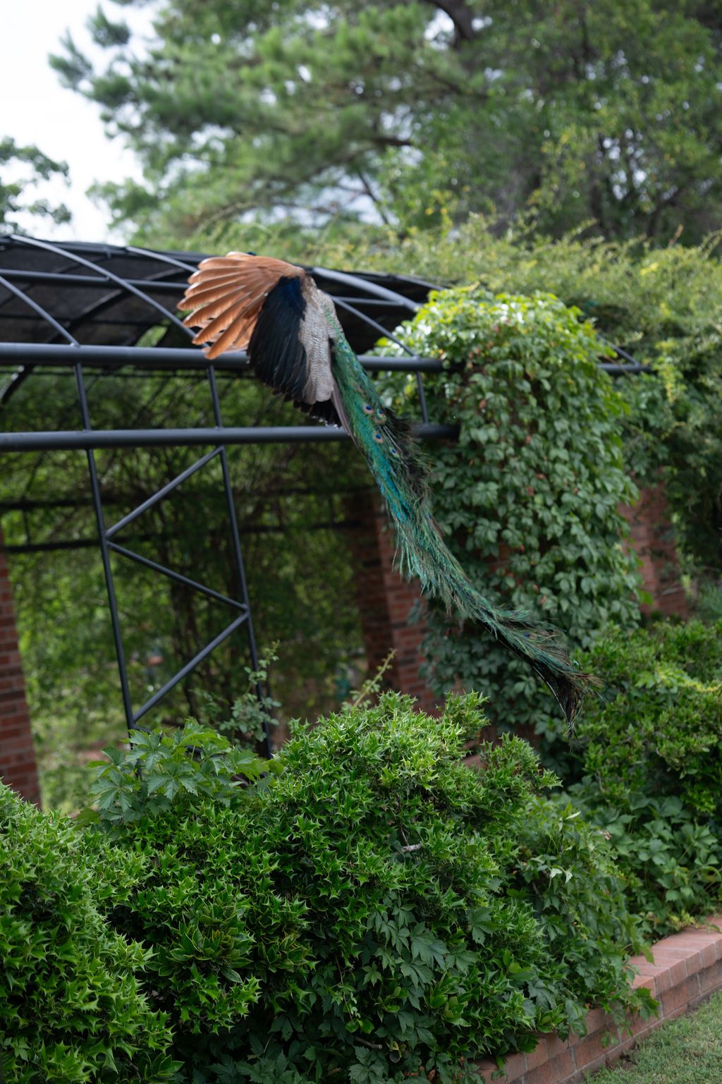 A peacock with vibrant orange and teal tail feathers takes flight over lush green hedges near a metal pergola.