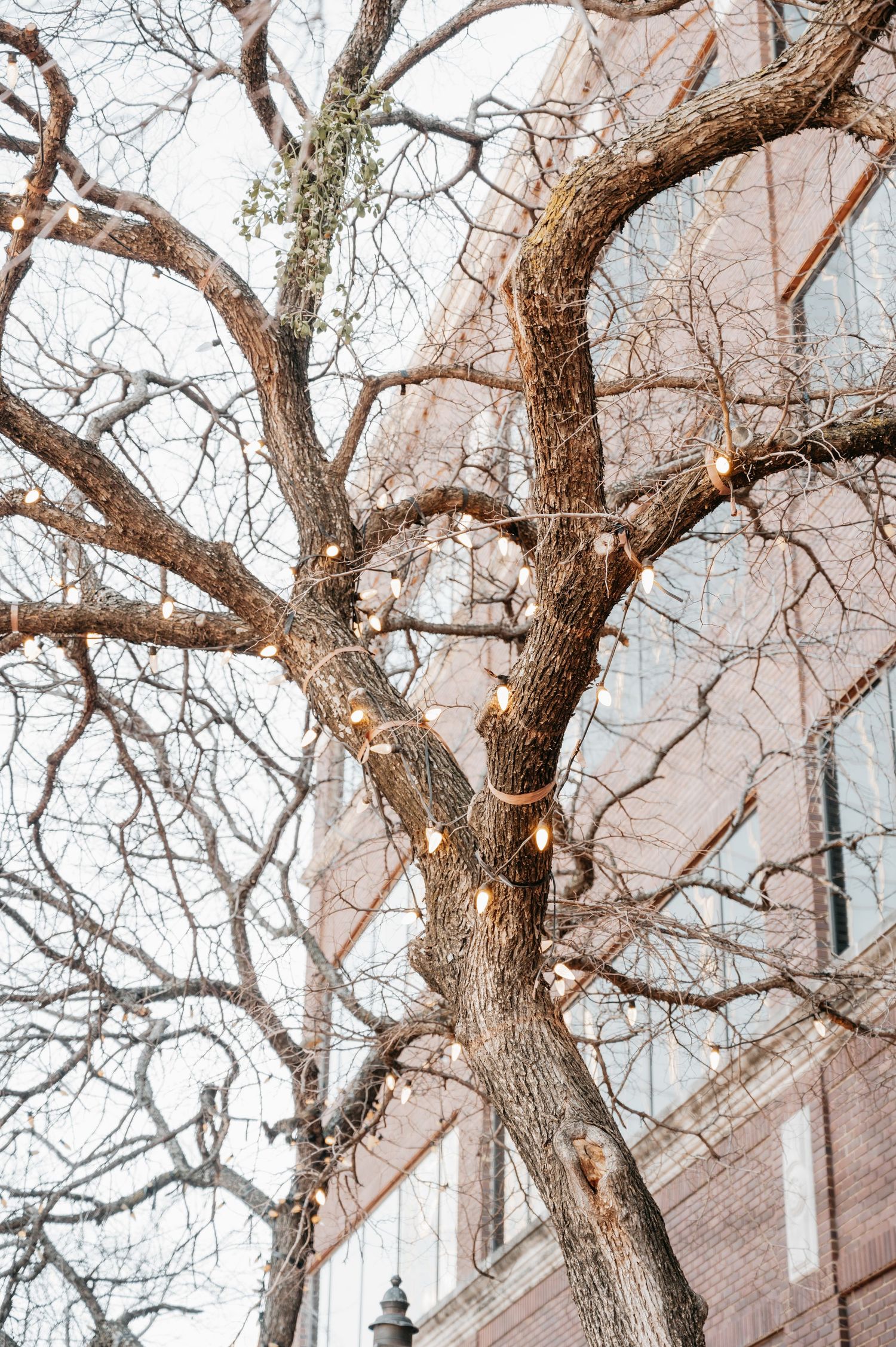 Bare winter tree with warm string lights wrapped around branches, set against a brick building backdrop.
