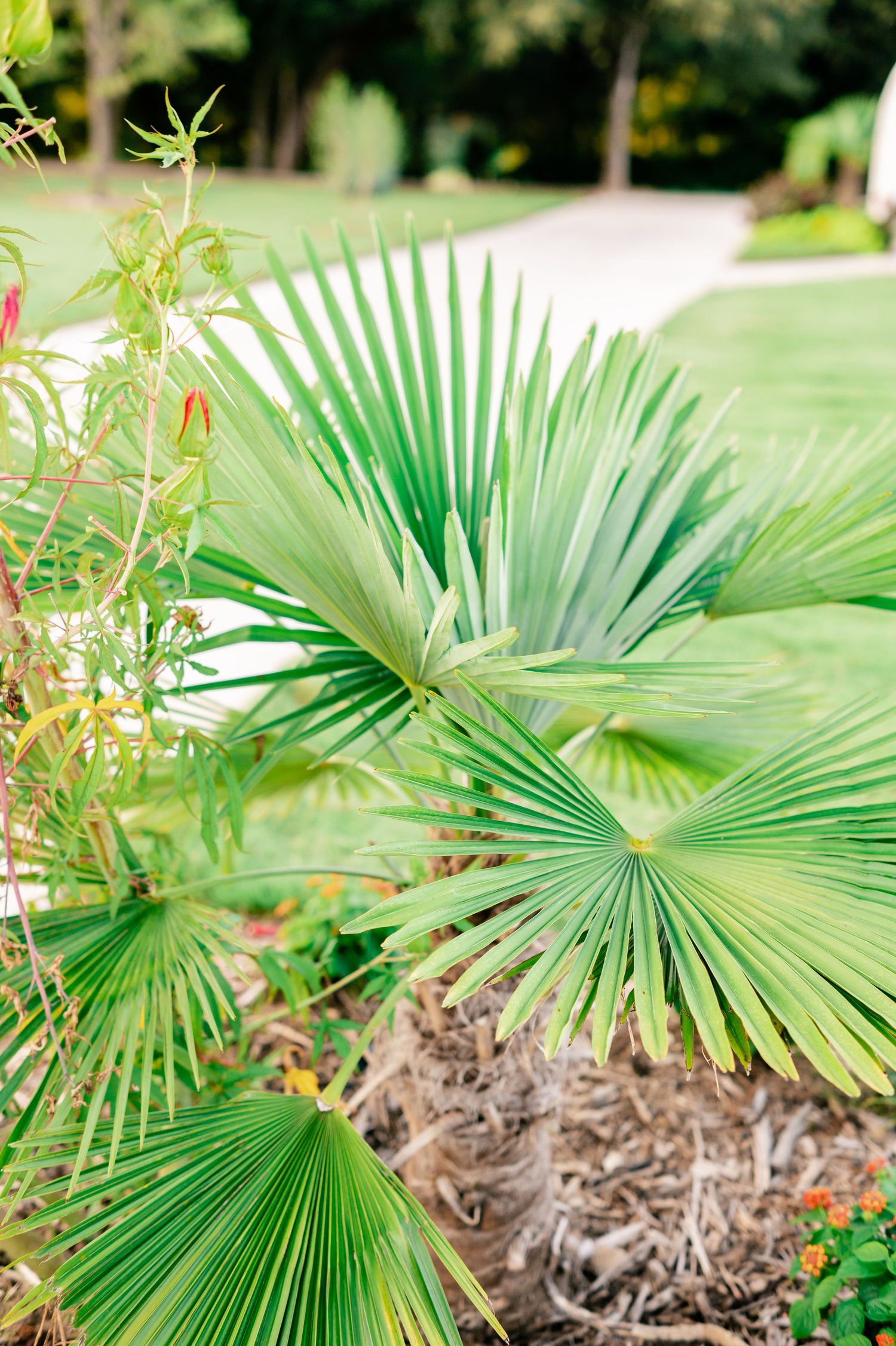 Close-up view of vibrant green fan palm leaves with radiating pleats growing in a tropical garden setting.