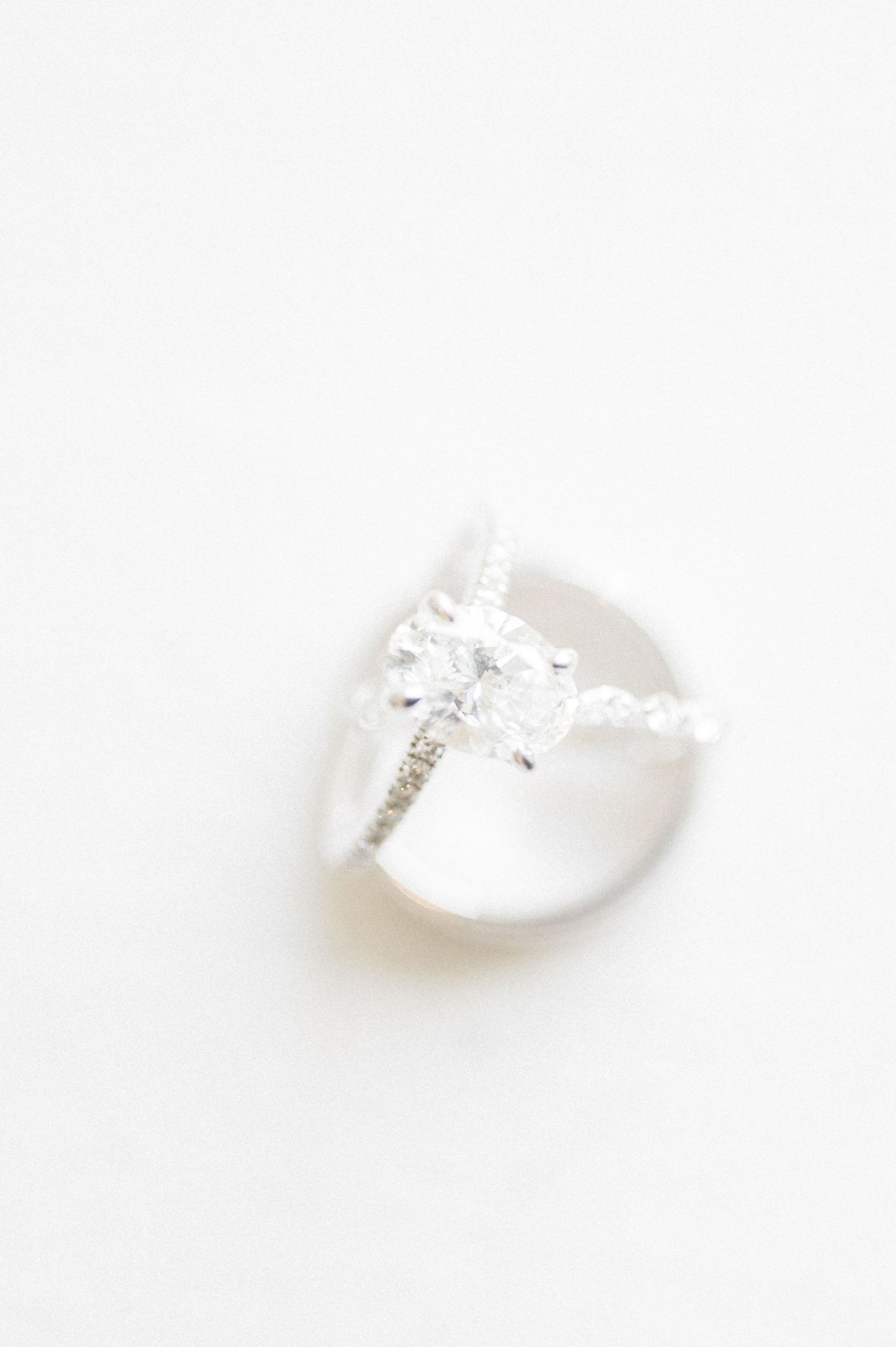 A delicate white seashell sits isolated on a bright white background.