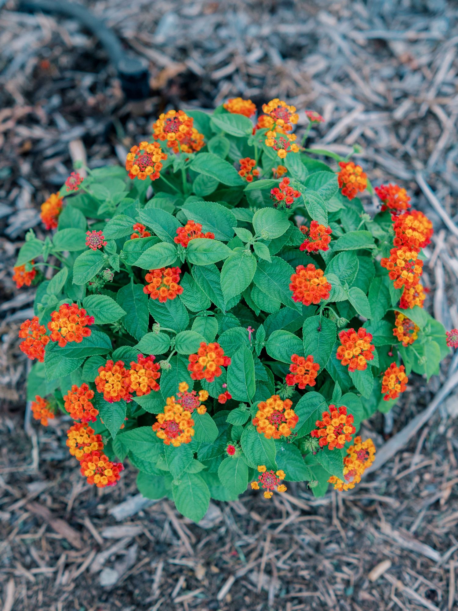A cluster of vibrant orange Lantana flowers blooms against dark mulch in a garden setting.