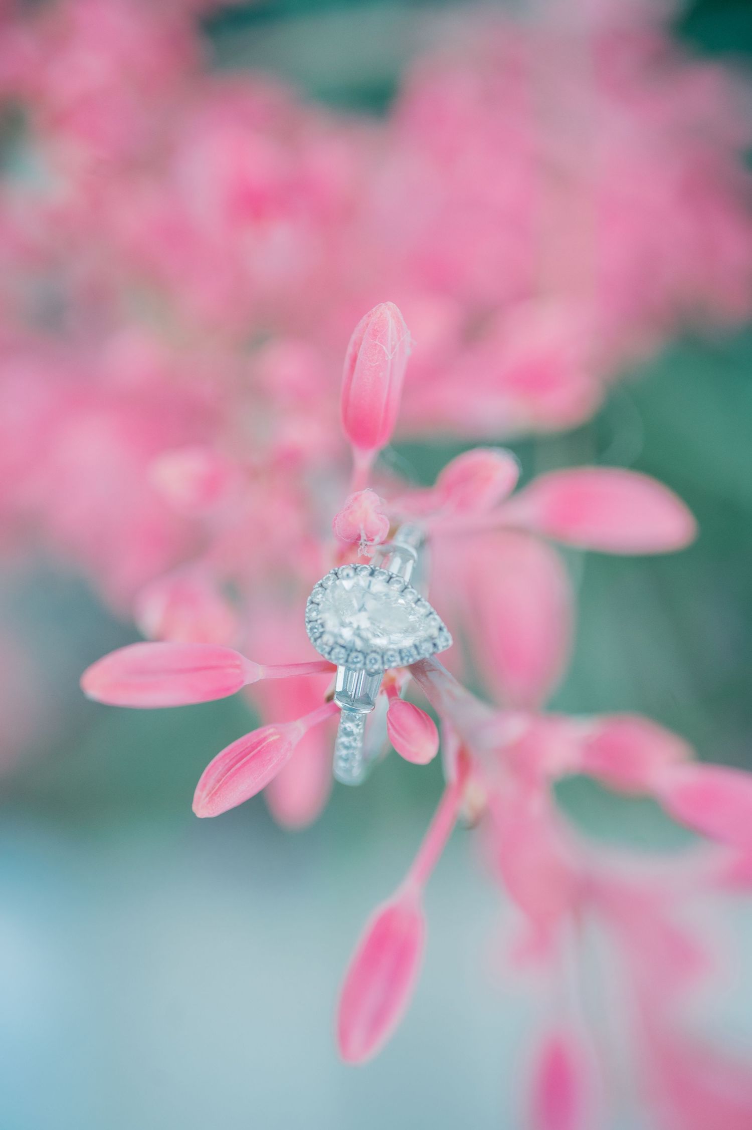 Delicate pink flowers with soft petals bloom against a dreamy teal background in a macro photography shot.