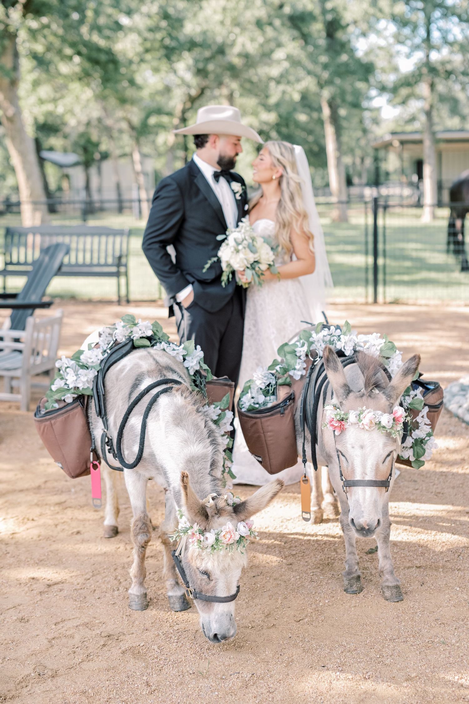 Bride and groom in cowboy hat kiss behind two flower-adorned donkeys at outdoor wedding venue.