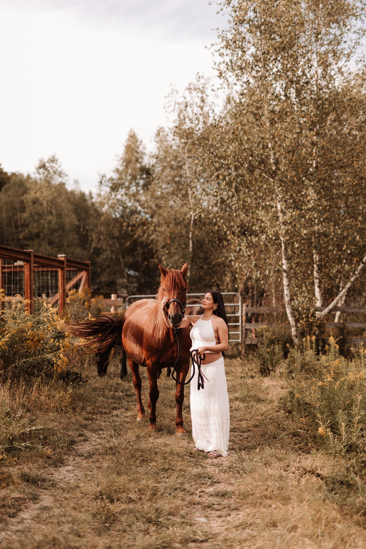 photographe, Maternité, champ, rive-sud, cheval