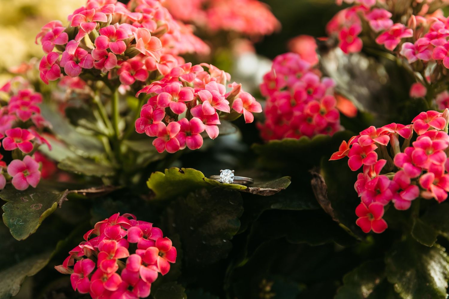 An engagement session at Foellinger-Freimann Botanical Conservatory in Fort Wayne, Indiana