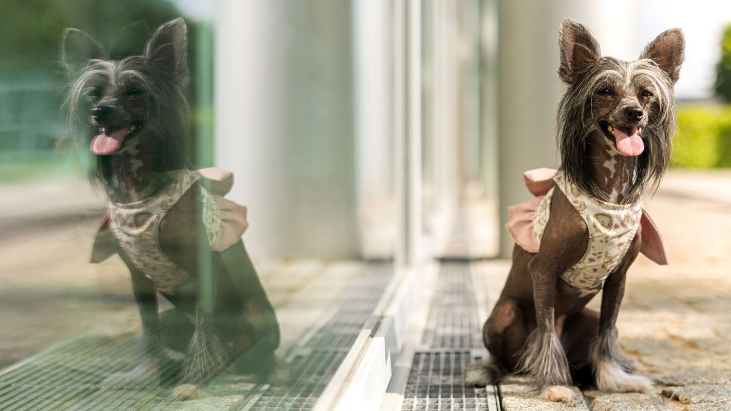 Lebendiges Tierfoto im Freien mit kräftigen Farben und Bewegung, Fotograf Henrik Gebesmair.