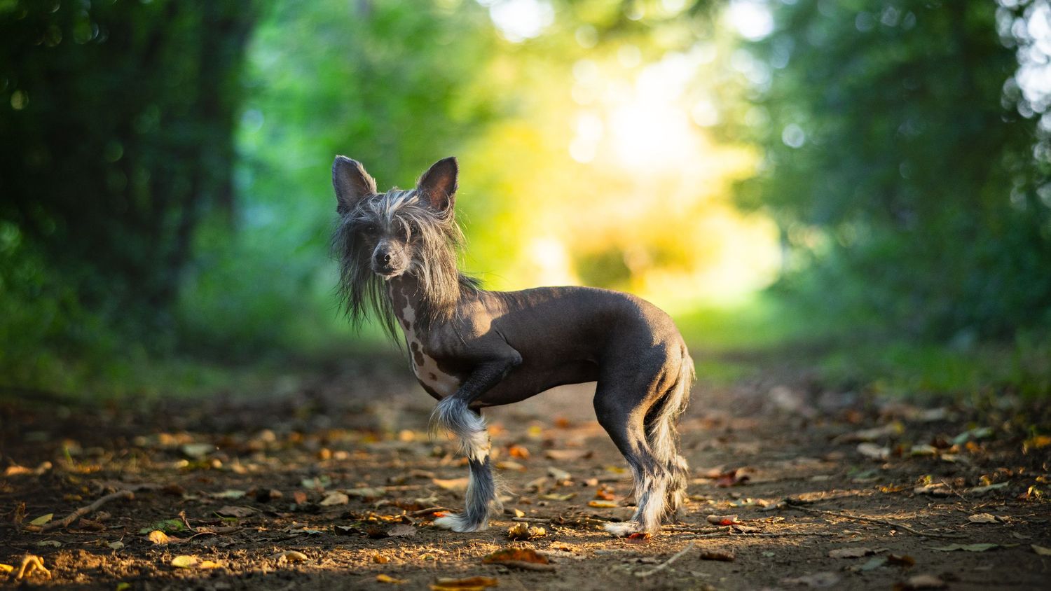Lebendiges Tierfoto im Freien mit kräftigen Farben und Bewegung, Fotograf Henrik Gebesmair.