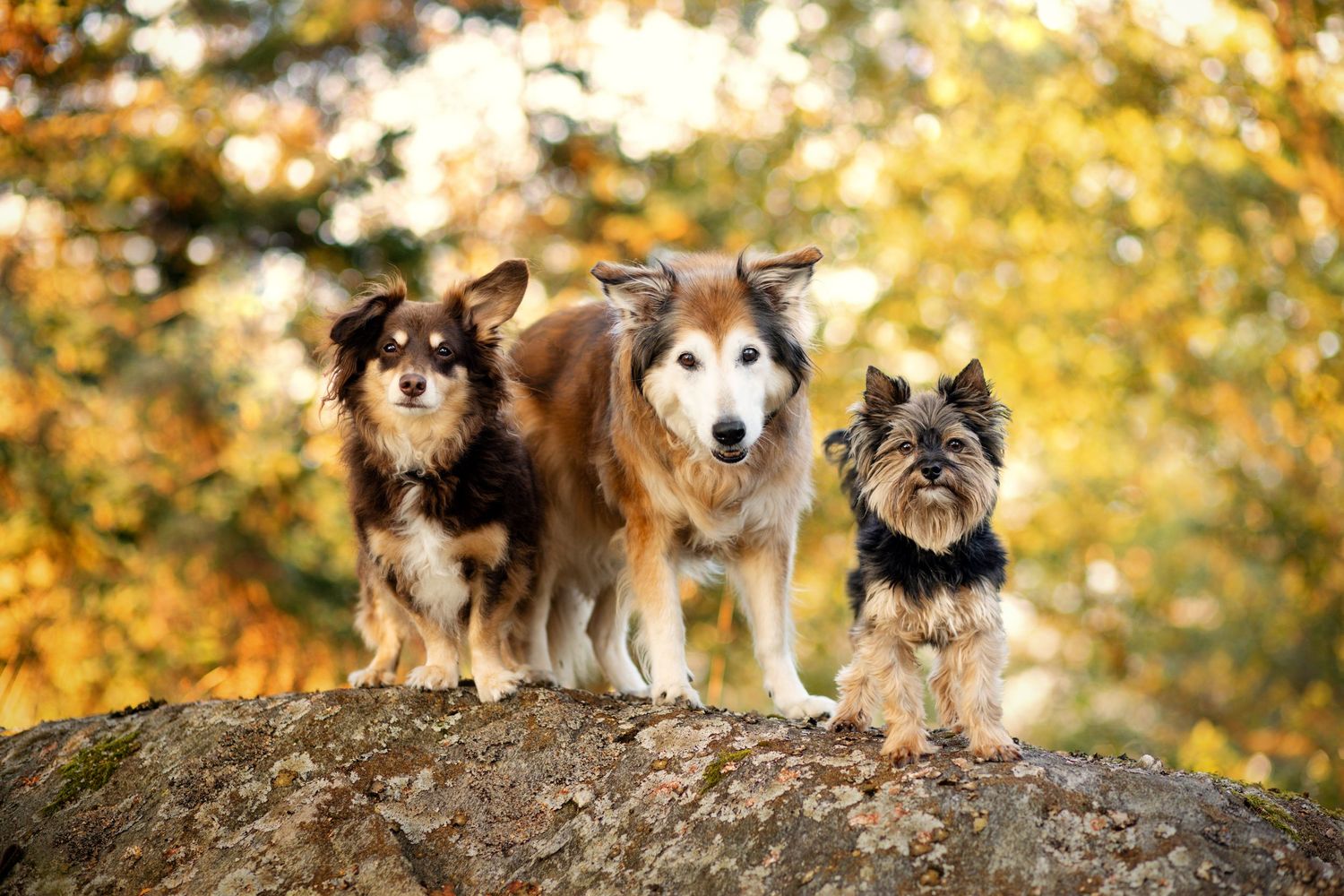 Hundefoto