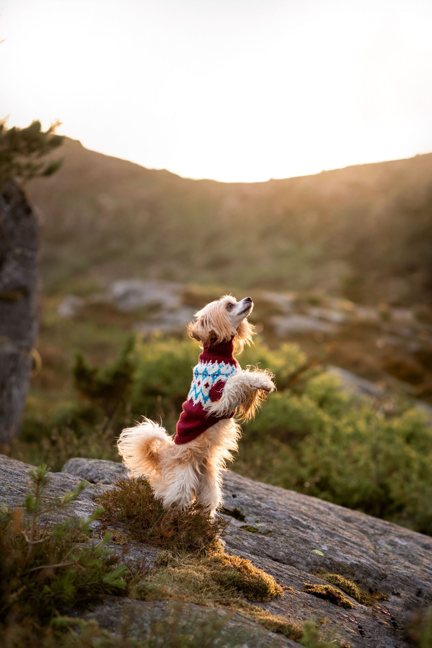 Bilde av hund for Hobbii.no