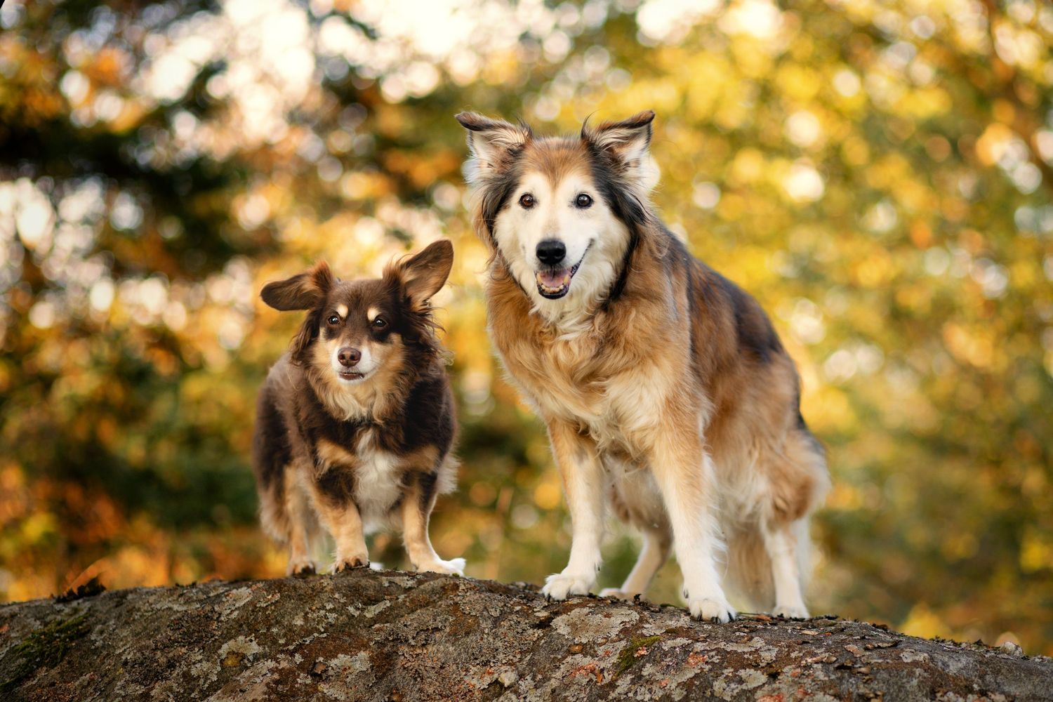 Hundefoto