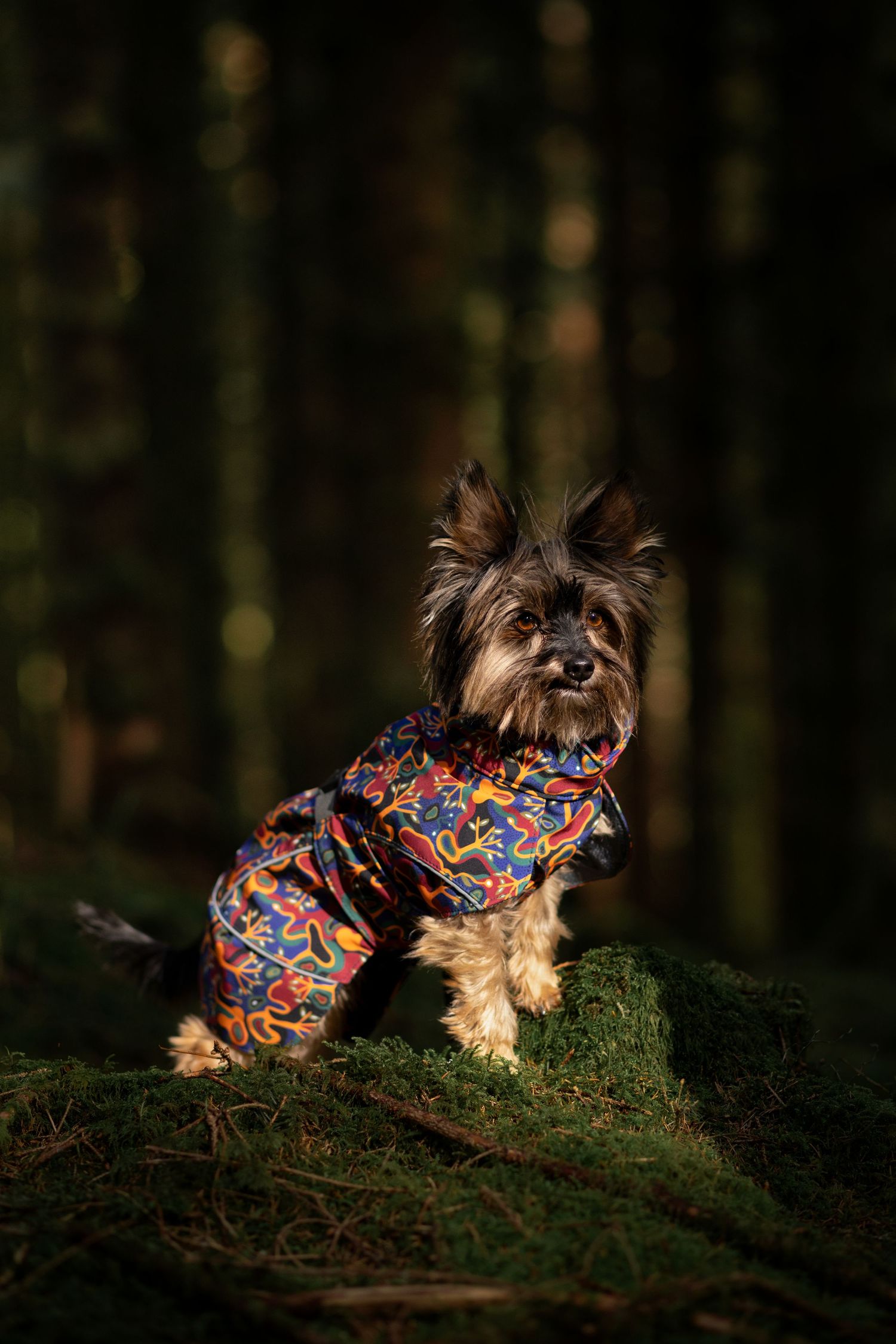 Bilde av hund for bedriften Beana Design