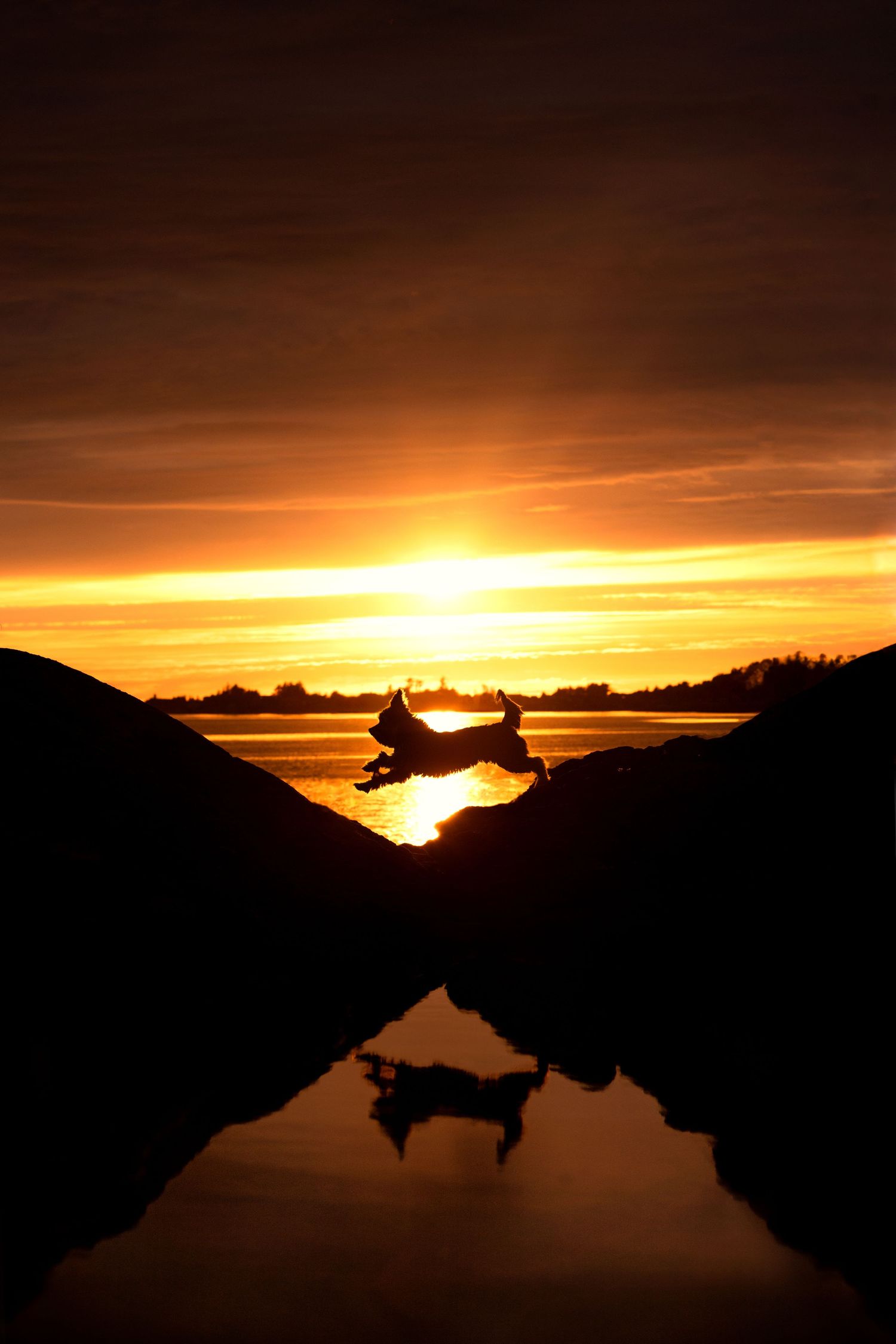 Hundefoto