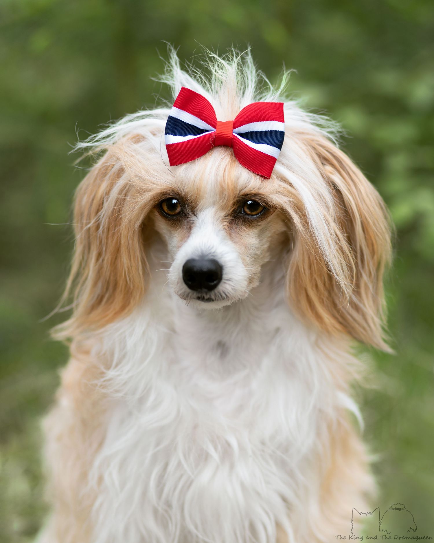 Hundefoto