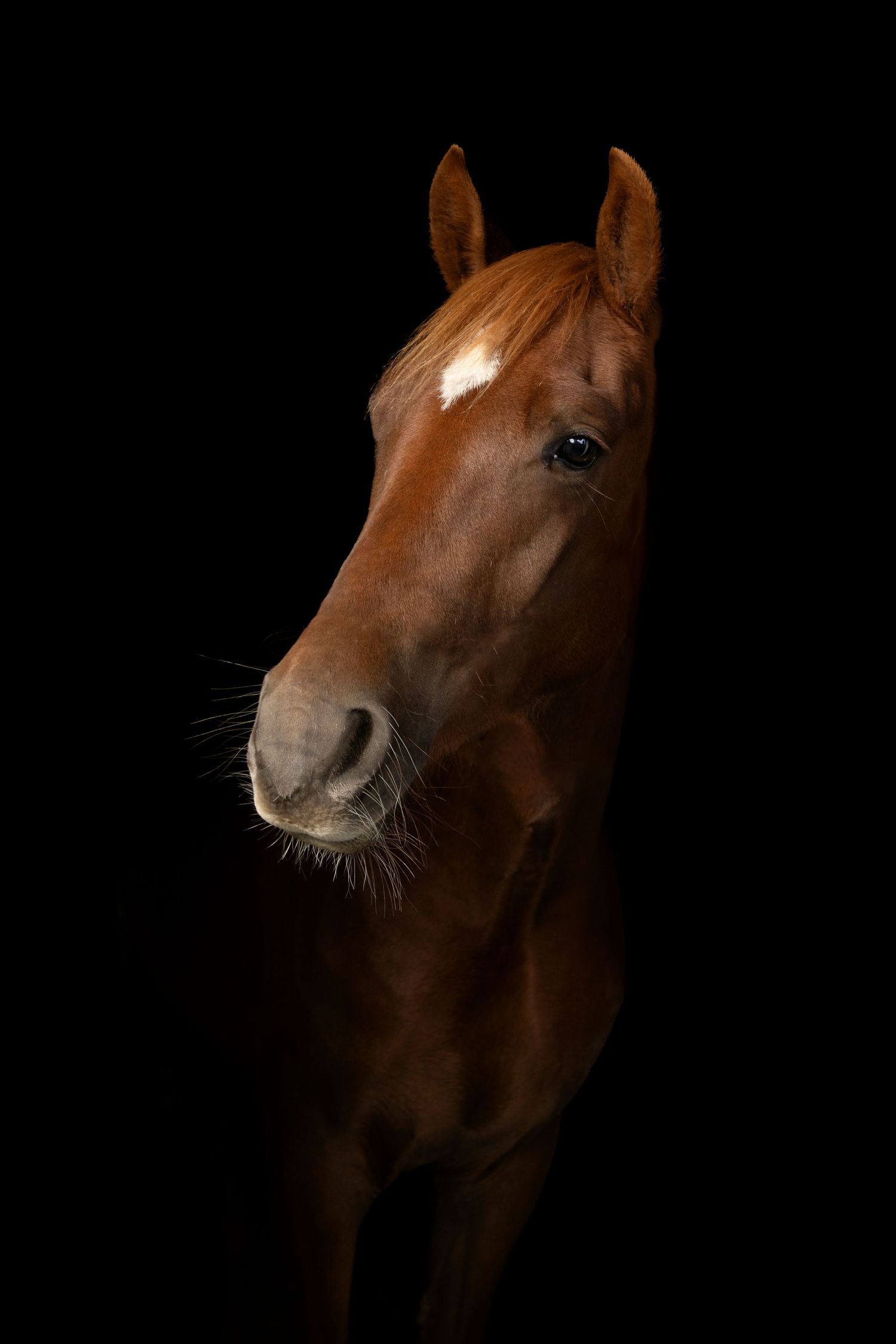 Hestefoto