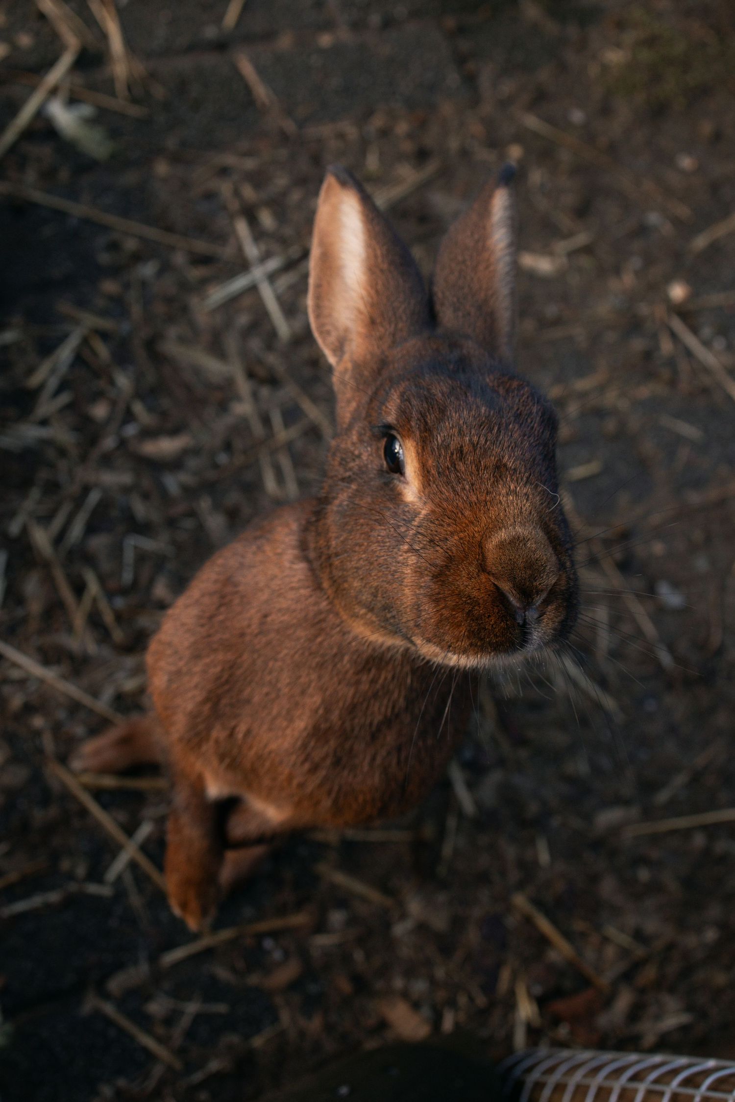 Close-up portrait of a brown rabbit with alert ears looking up at the camera against a dark background.