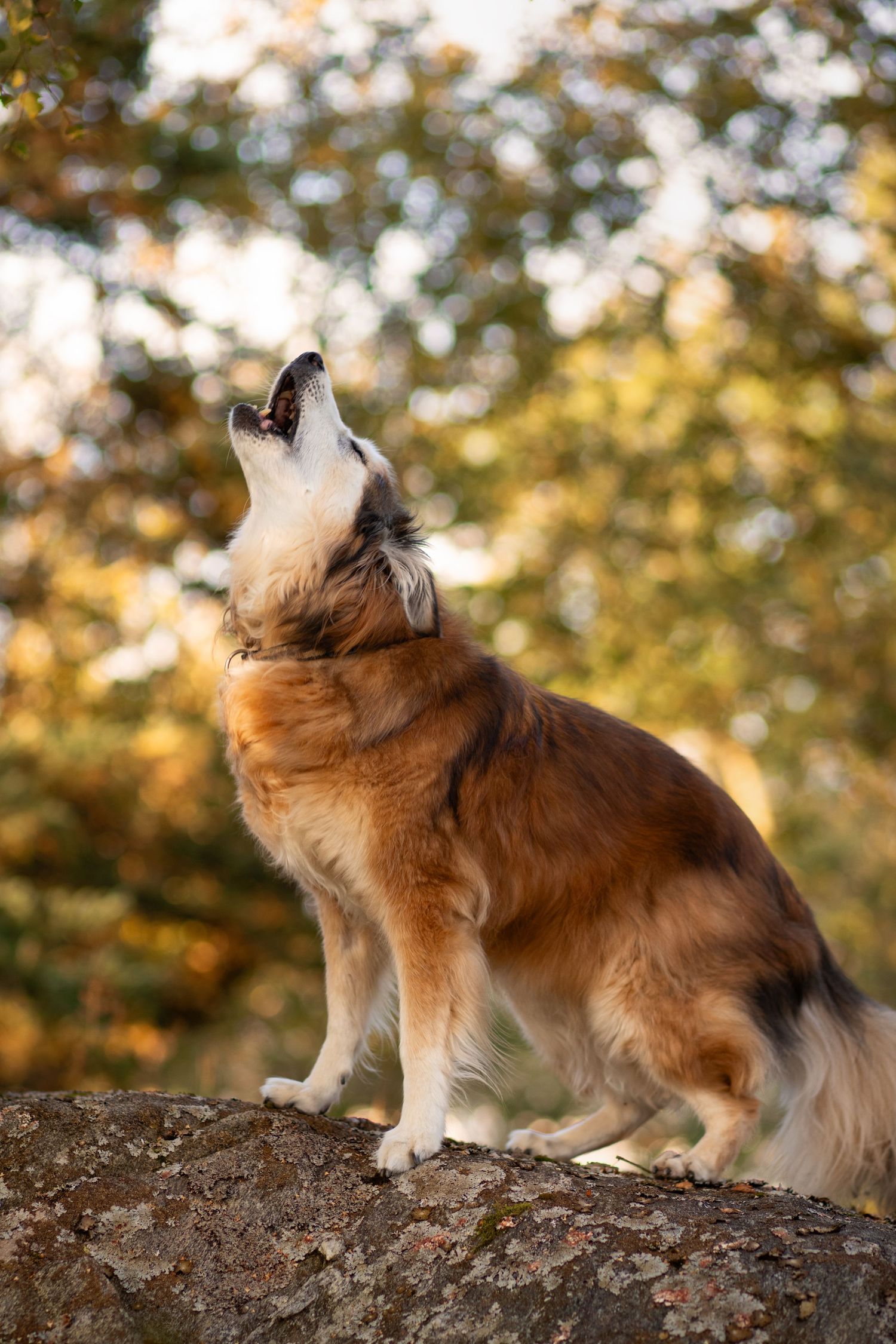Hundefoto
