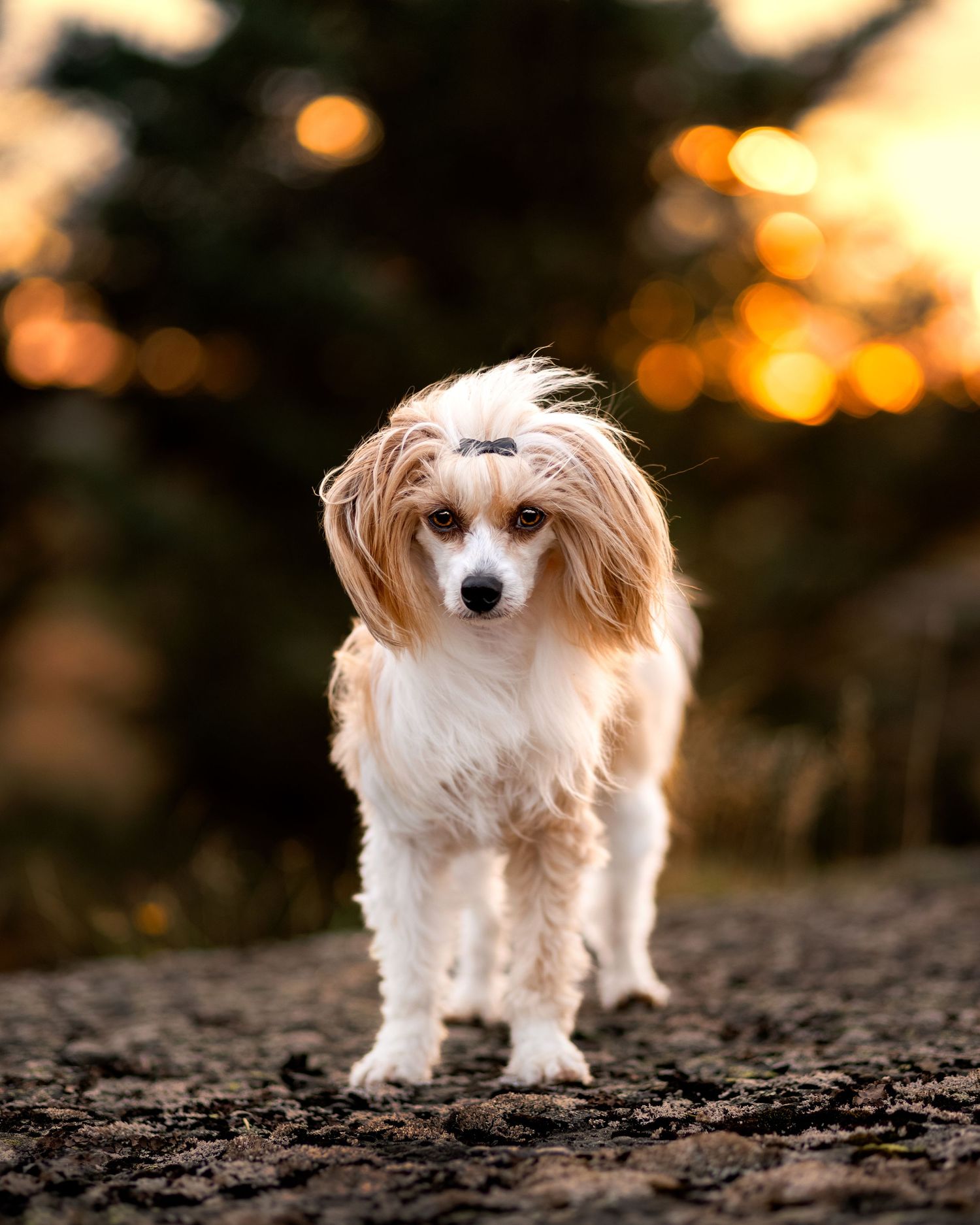 Hundefoto