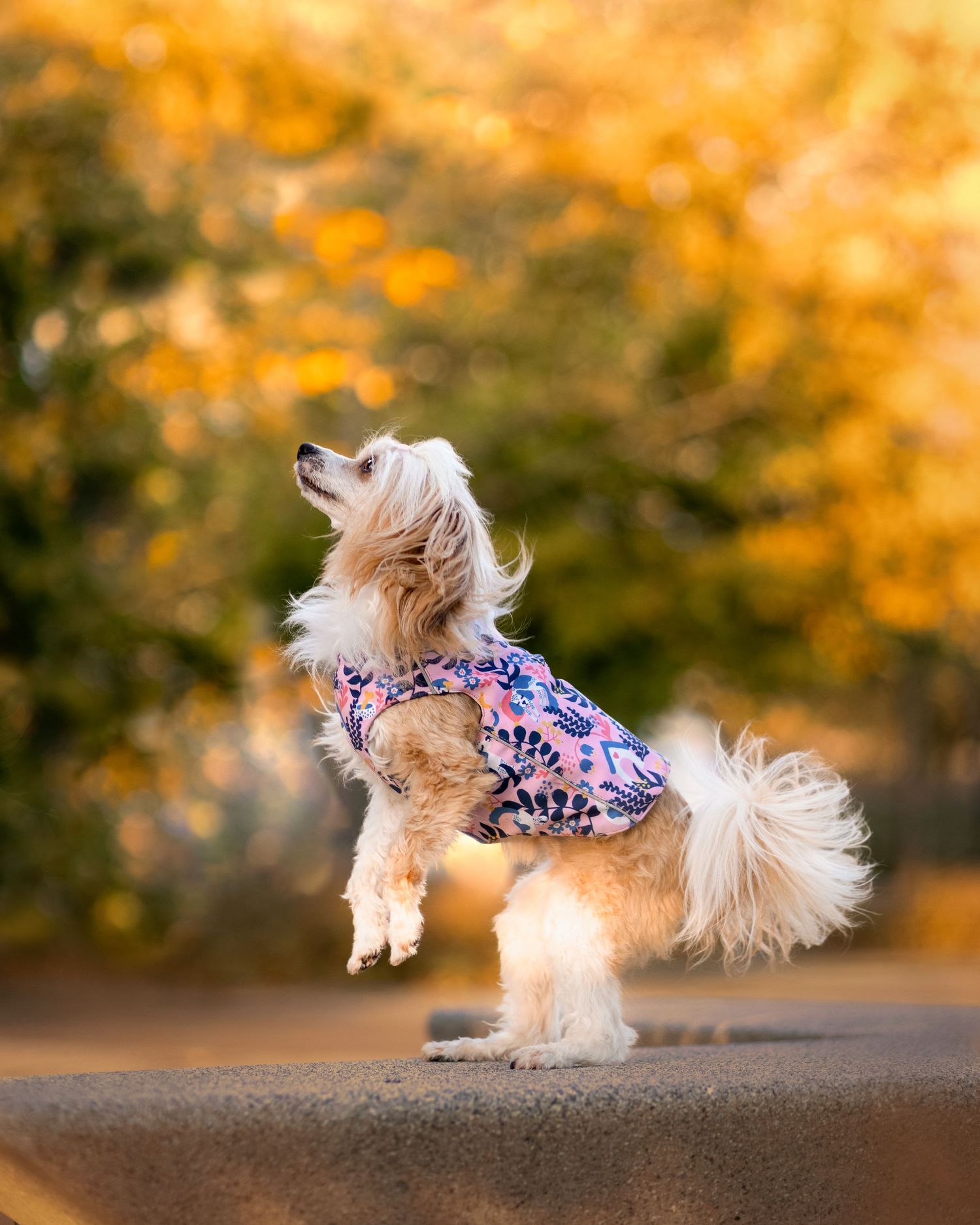Bilde av hund for bedriften Beana Design
