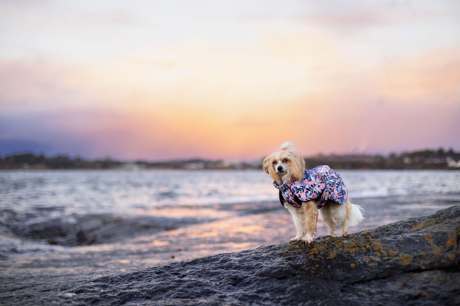 Hundefoto