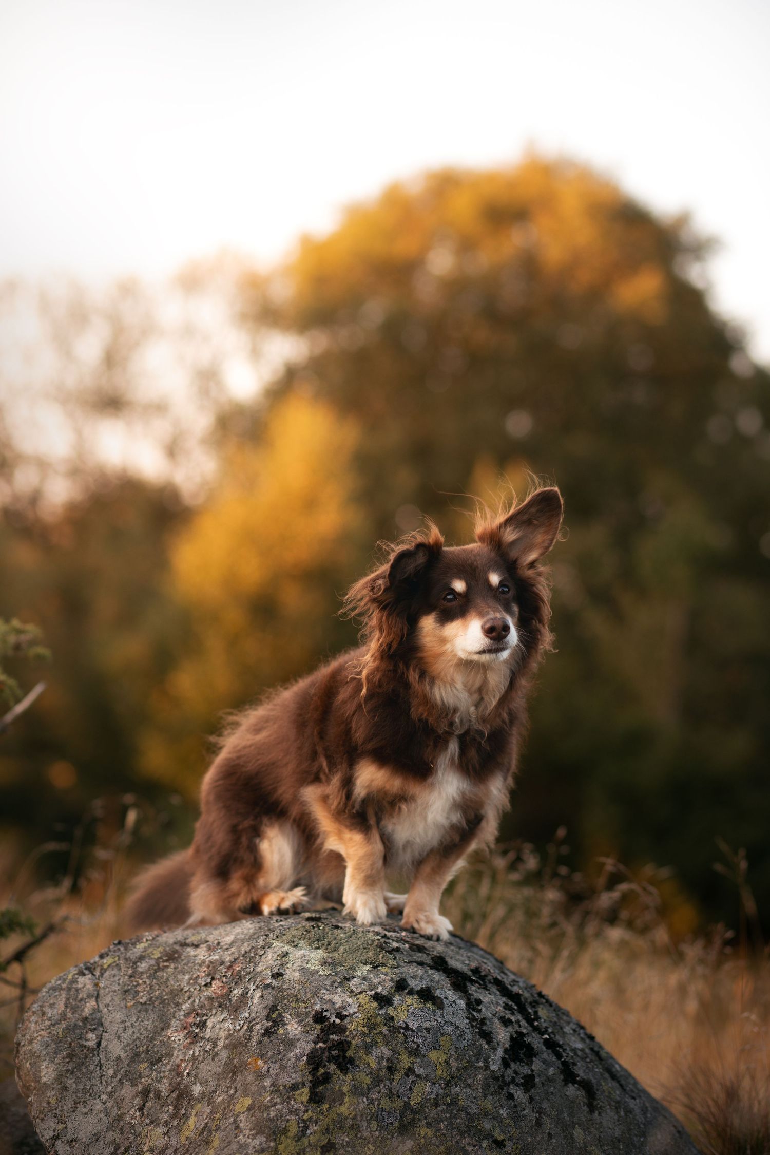 Hundefoto