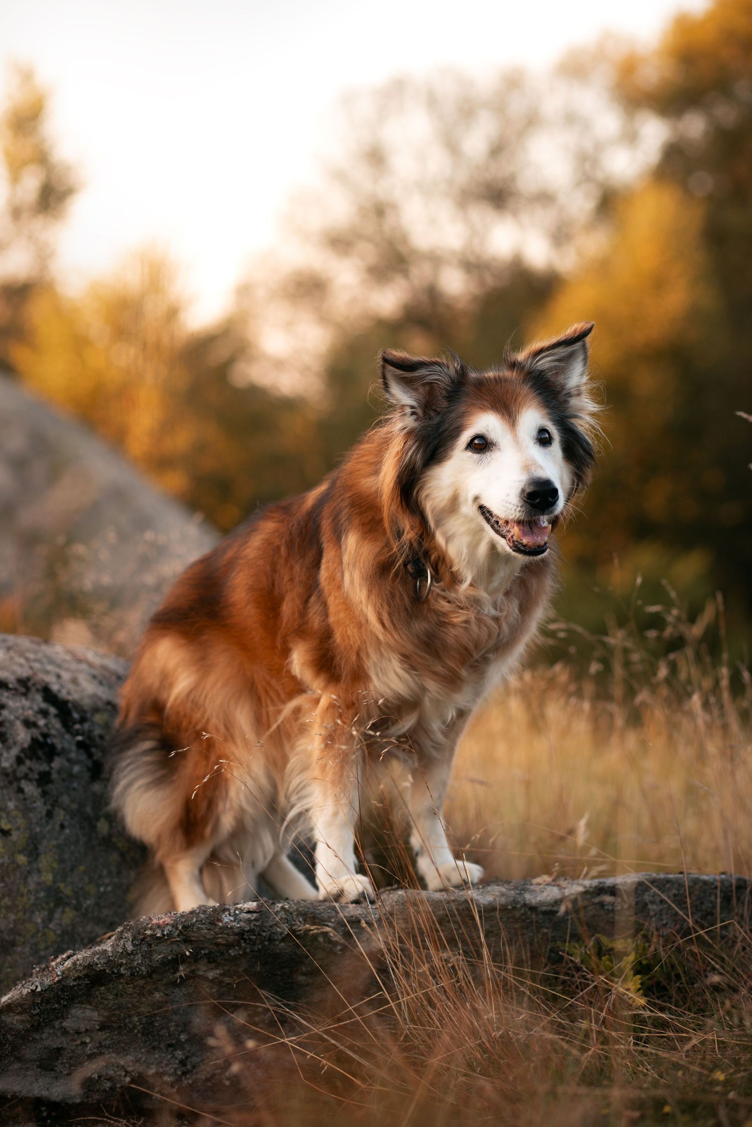 Hundefoto