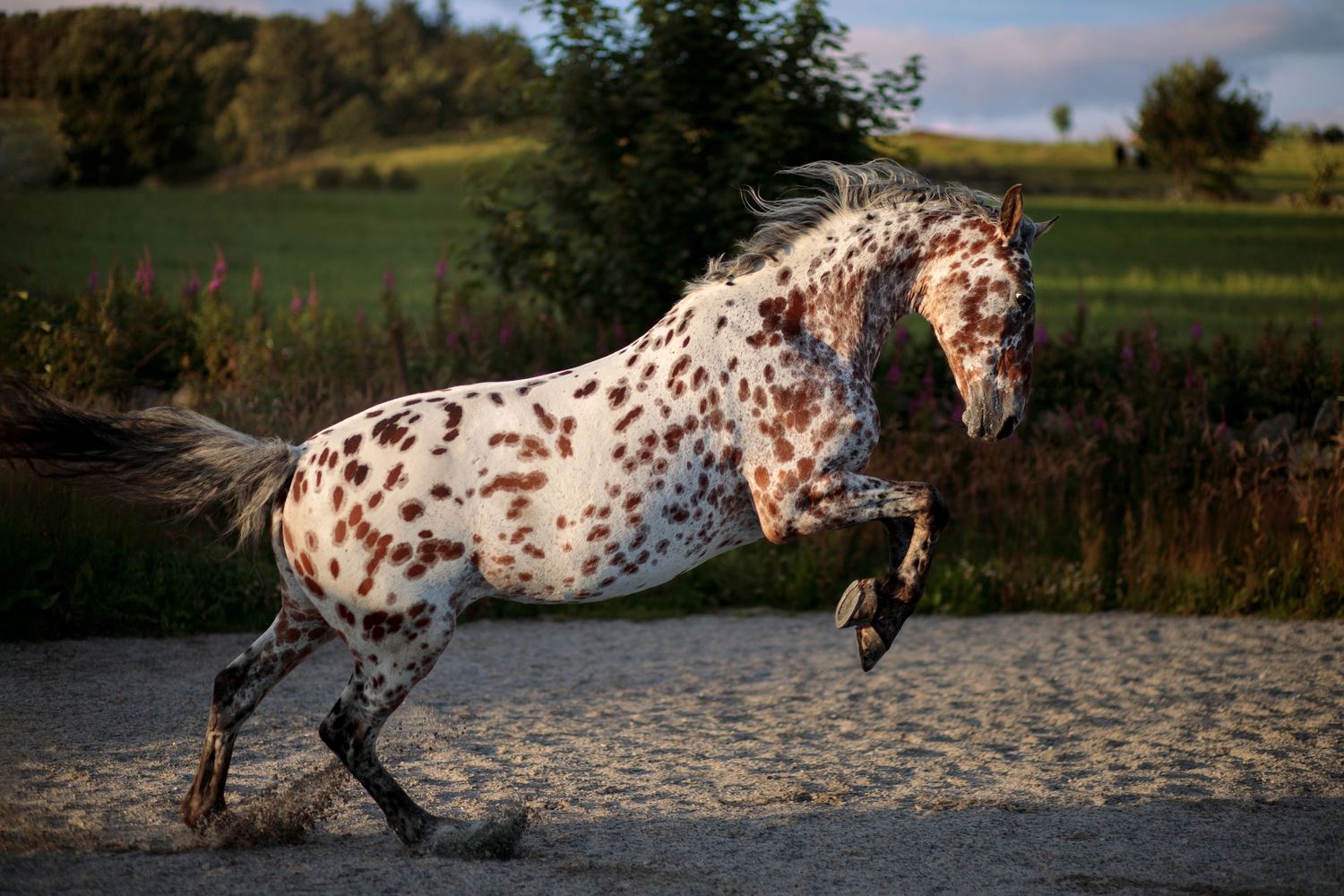 Hestefoto