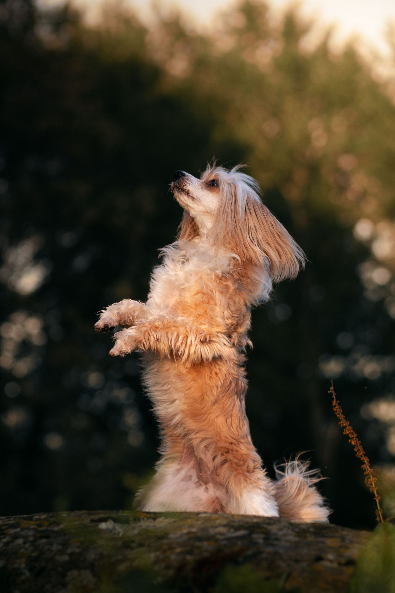 Hundeofot