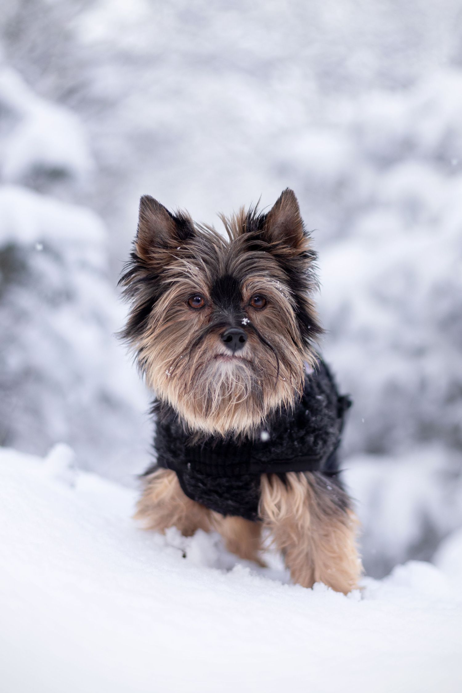 Hundefoto