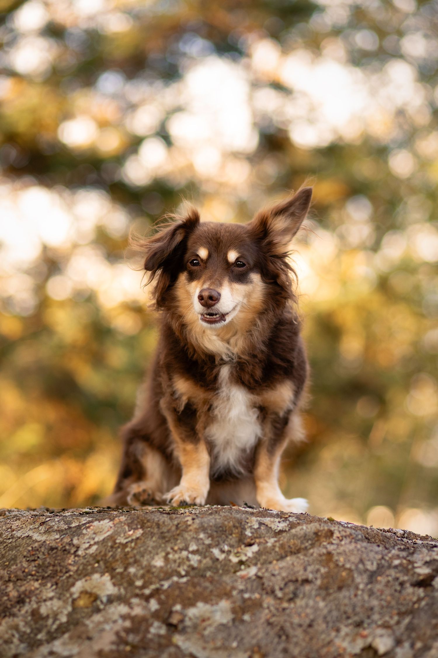 Hundefoto