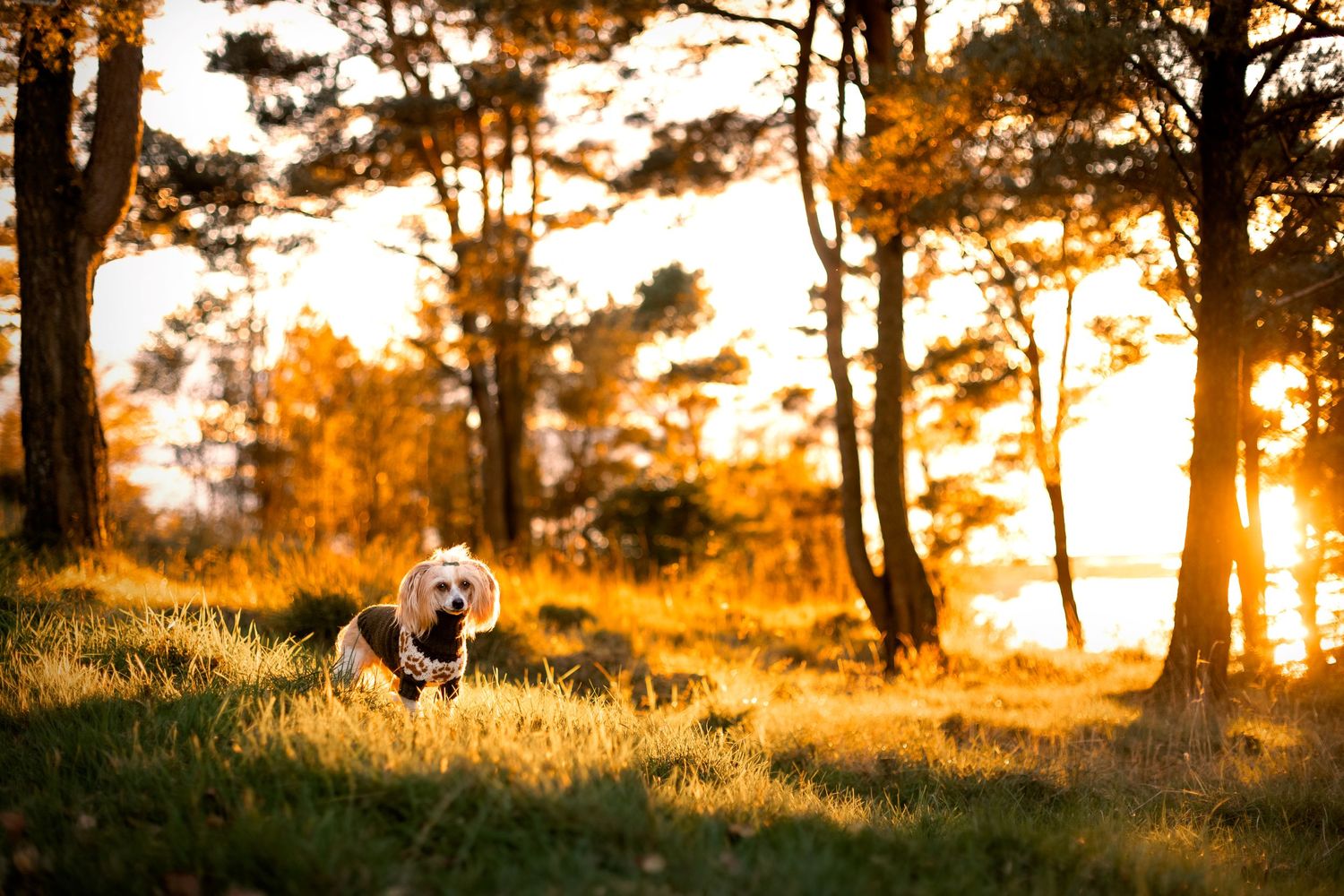 Bilde av hund med villmarksgenser for potestrikk og Linka Neumann