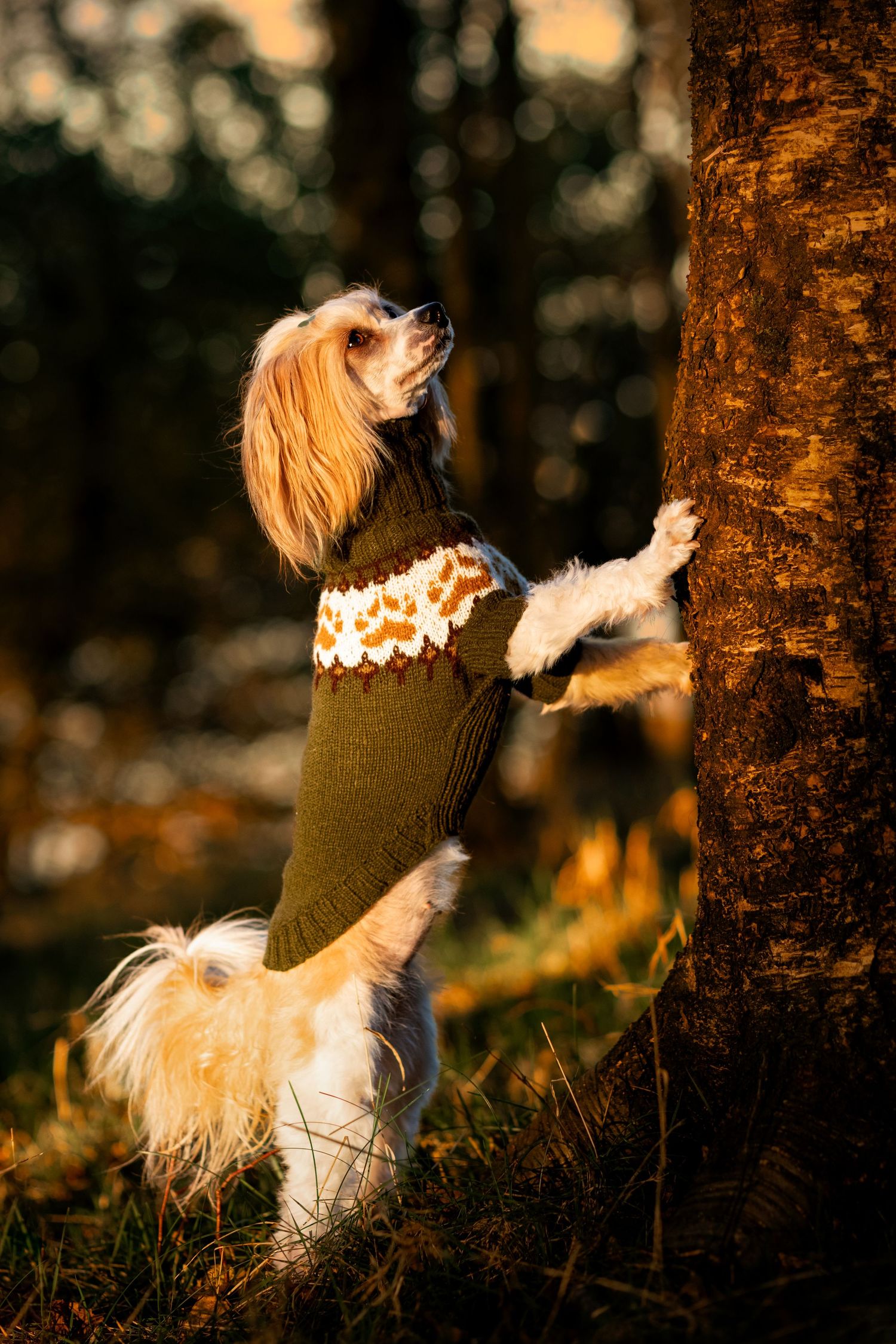 Bilde av hund med villmarksgenser for potestrikk og Linka Neumann