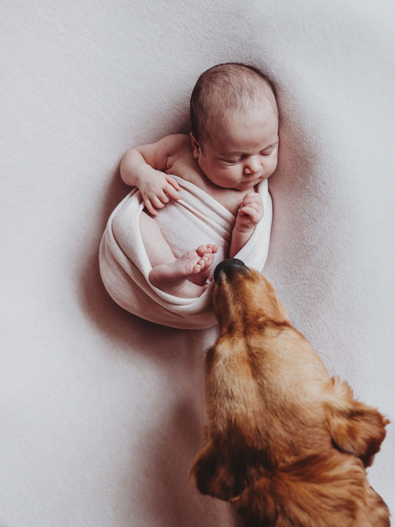 A sleeping baby wrapped in white swaddle being gently nuzzled by a golden retriever dog in a heartwarming moment.