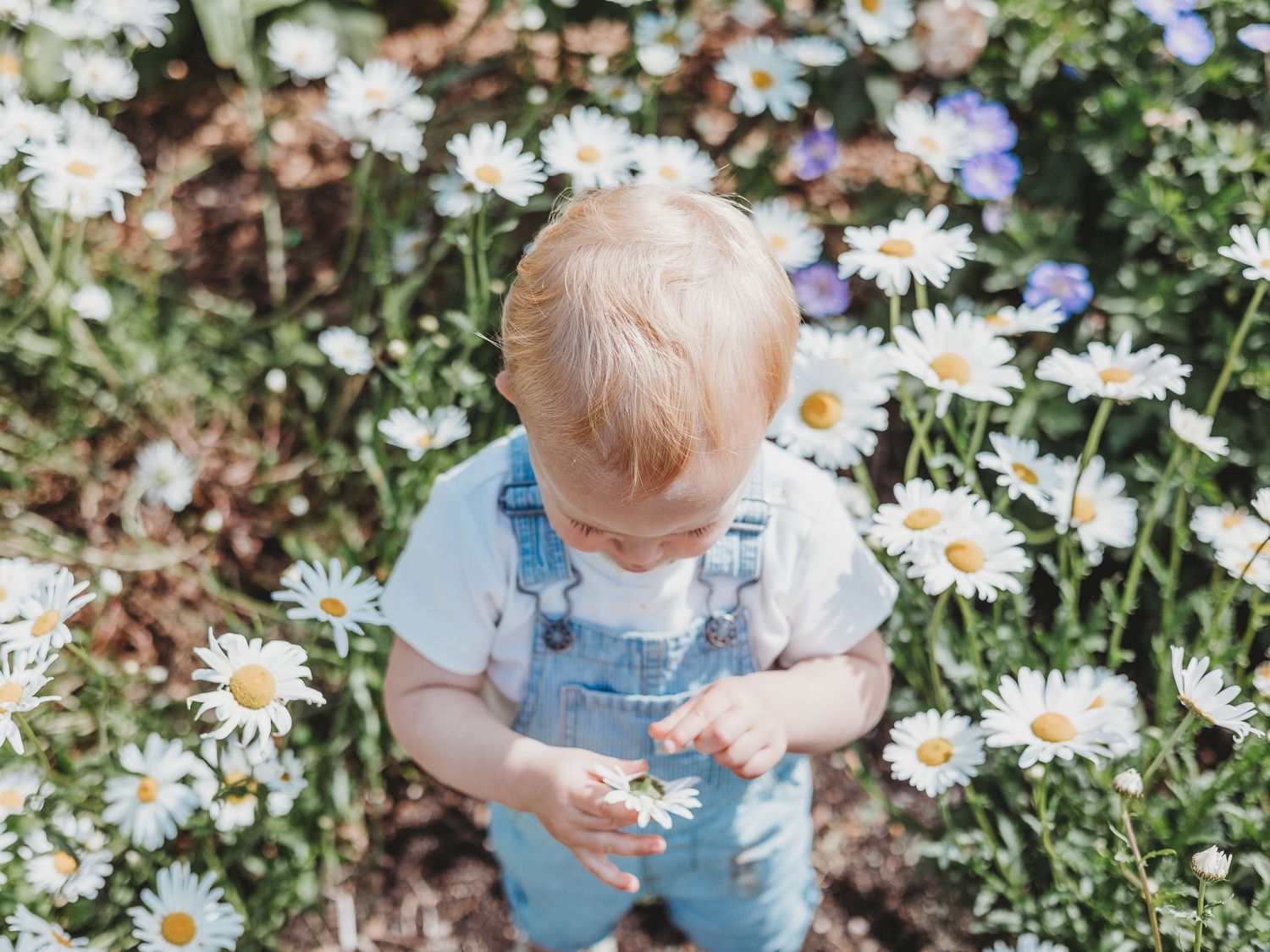 A child in a light blue dress explores a garden of blooming white daisies on a sunny summer day.